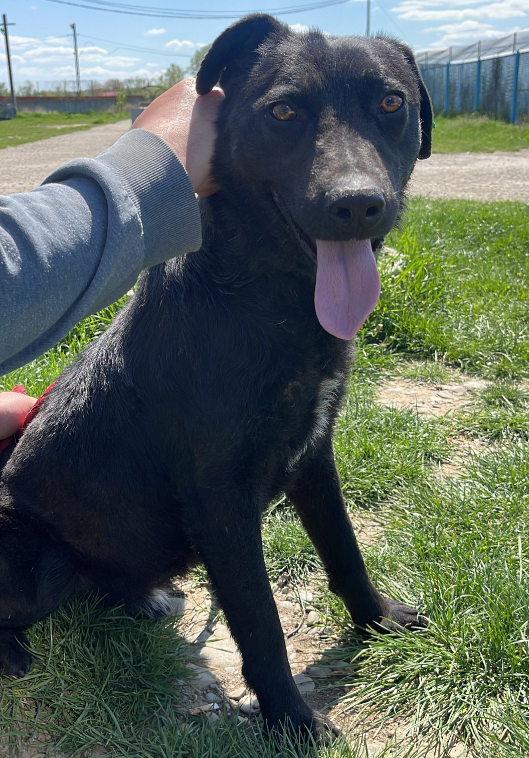 Tierschutzhund 4377 Tierschutz, Tierrettung, Tierschutzhund, Hund, Adoptieren, Zuhause gesucht, Rumänien