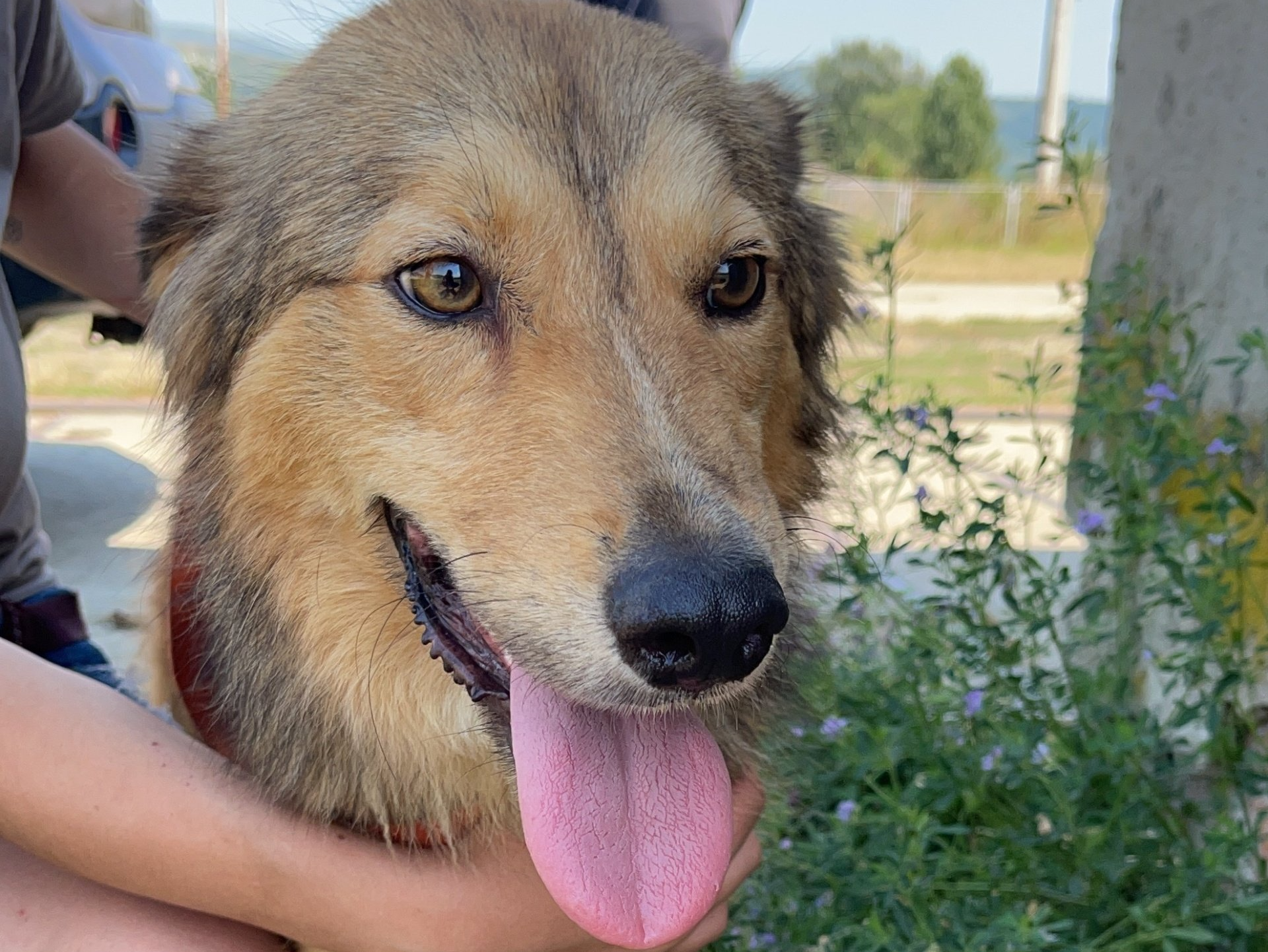 Tierschutzhund, Tierschutz, Rumänien, Adoptieren, Zuhause gesucht, Hund