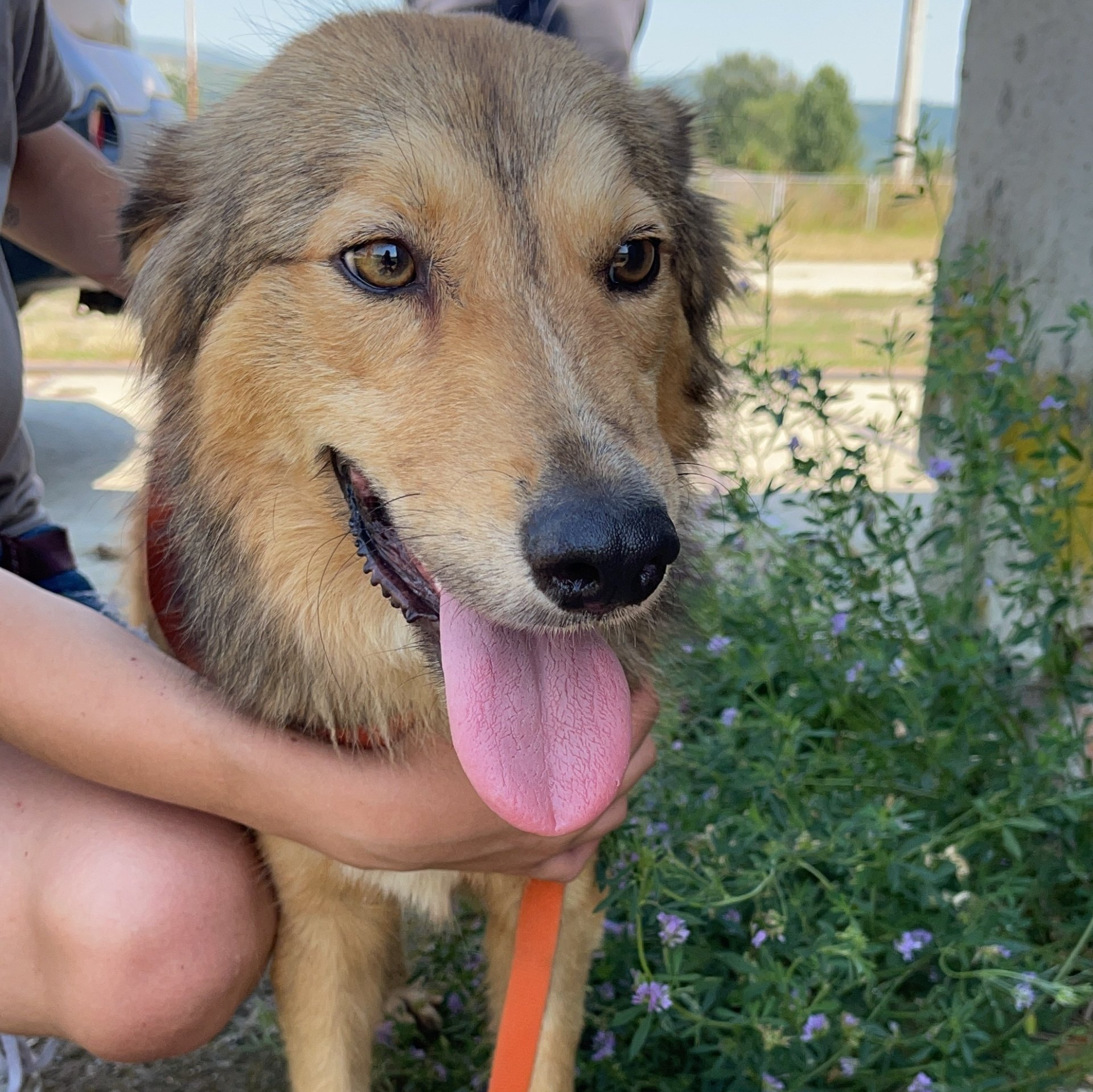 Tierschutzhund, Zuhause gesucht, Adoptieren, Tierschutz, Auslandstierschutz