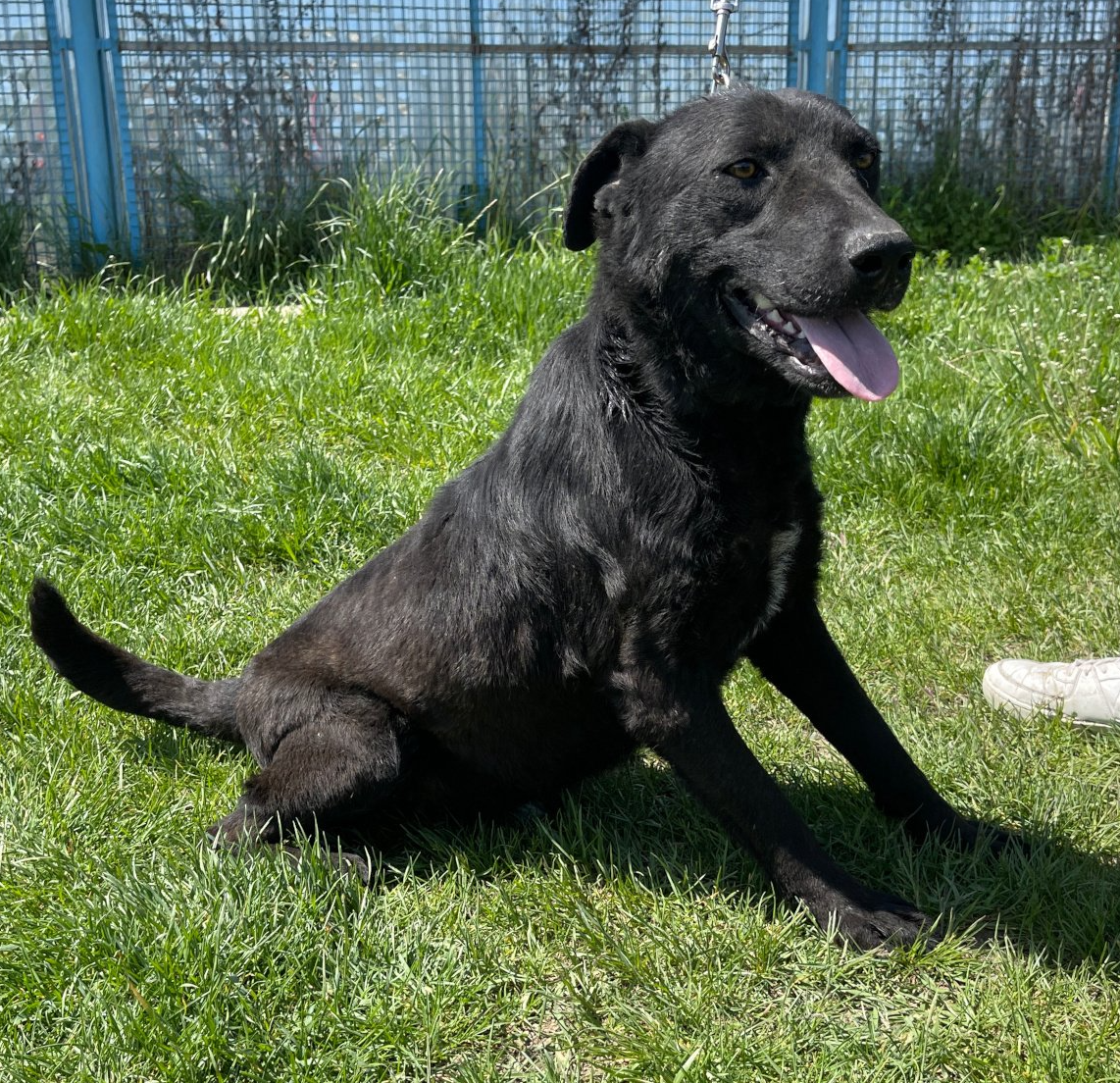 Tierschutz, Tierrettung, Tierschutzhund, Hund, Adoptieren, Zuhause gesucht, Rumänien