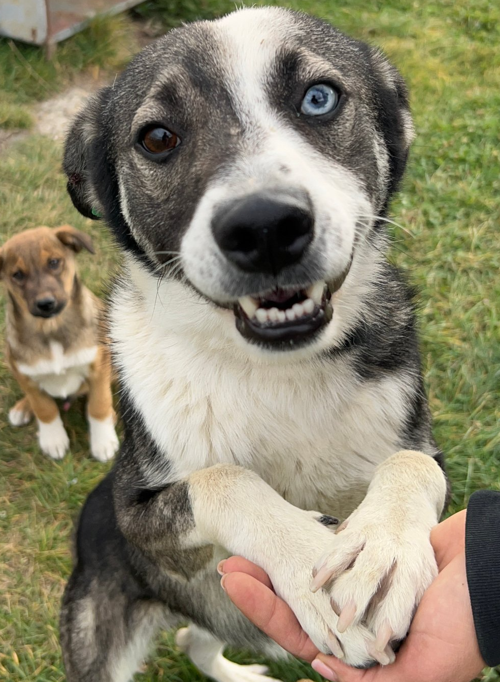 Tierschutzhund Benni Tierschutz, Tierrettung, Tierschutzhund, Hund, Adoptieren, Zuhause gesucht, Rumänien