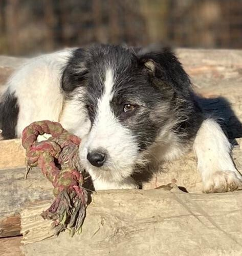 Tierschutz, Tierrettung, Tierschutzhund, Hund, Adoptieren, Zuhause gesucht, Rumänien