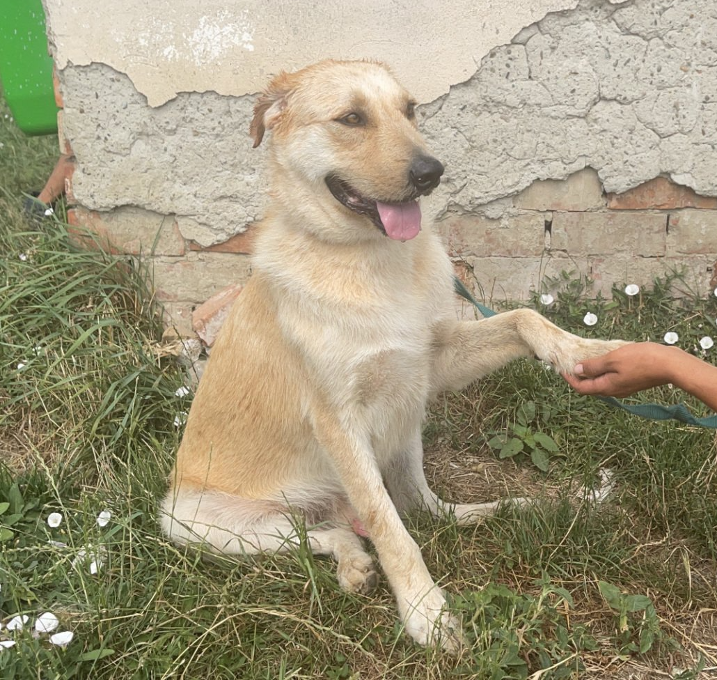 Tierschutzhund 4070 Tierschutz, Tierrettung, Tierschutzhund, Hund, Adoptieren, Zuhause gesucht, Rumänien
