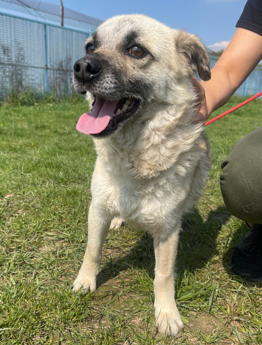 Tierschutz, Tierrettung, Tierschutzhund, Hund, Adoptieren, Zuhause gesucht, Rumänien