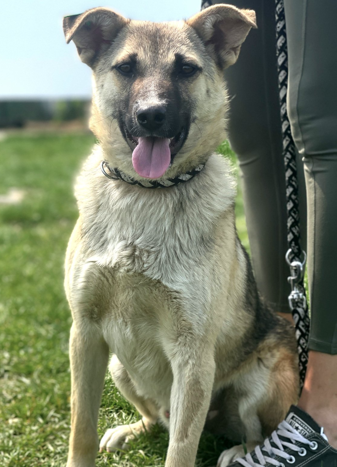 Tierschutzhund Berry Tierschutz, Tierrettung, Tierschutzhund, Hund, Adoptieren, Zuhause gesucht, Rumänien