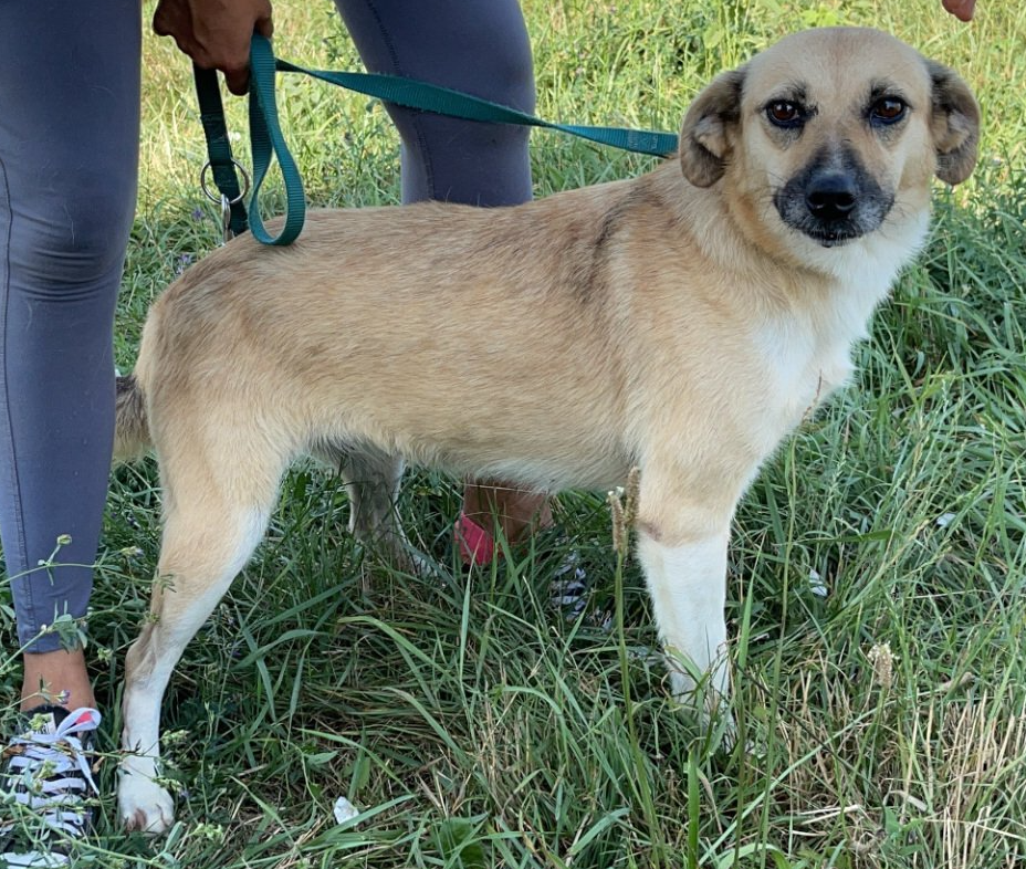 Tierschutzhund Mara Tierschutz, Tierrettung, Tierschutzhund, Hund, Adoptieren, Zuhause gesucht, Rumänien
