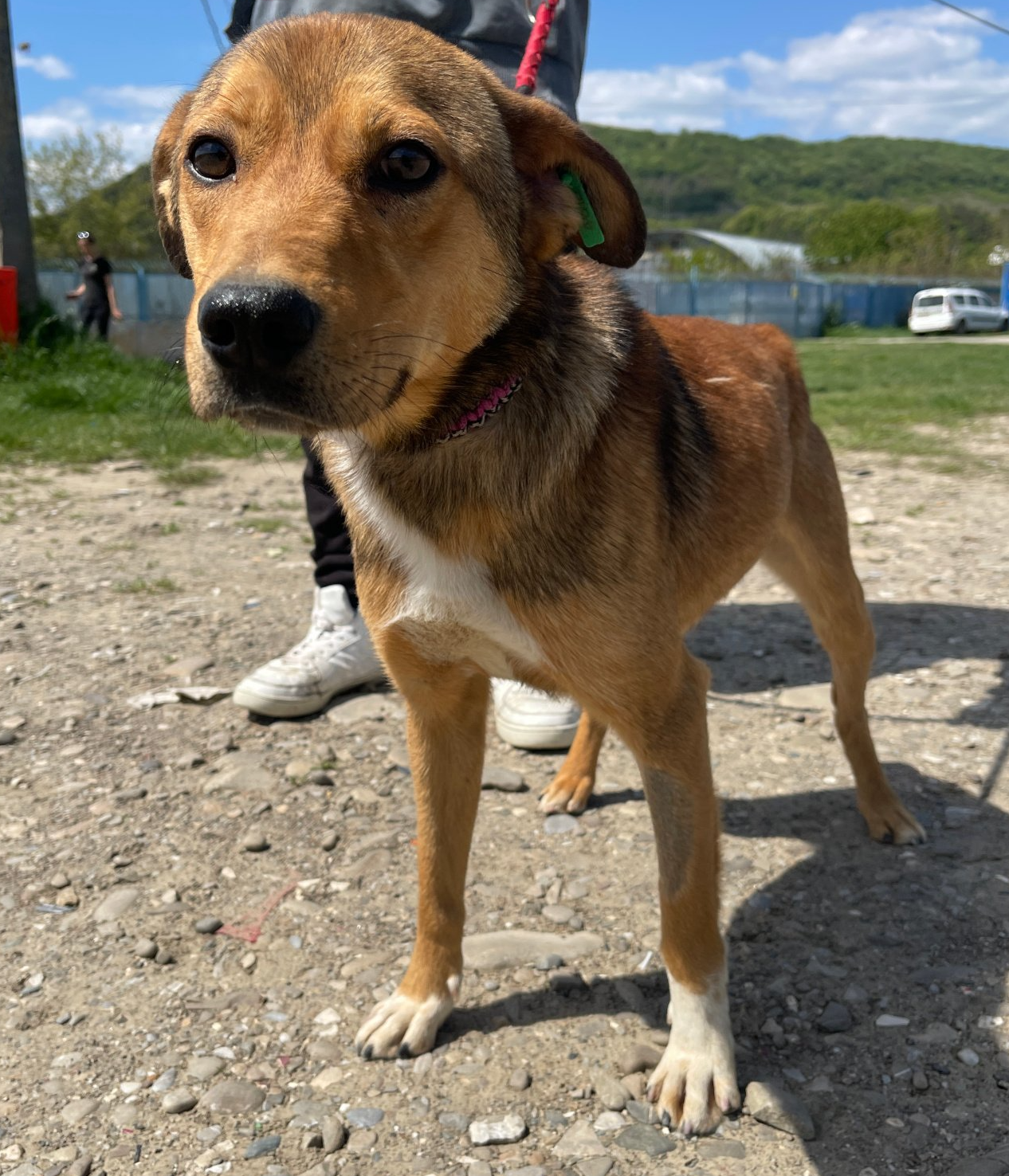 Tierschutz, Tierrettung, Tierschutzhund, Hund, Adoptieren, Zuhause gesucht, Rumänien