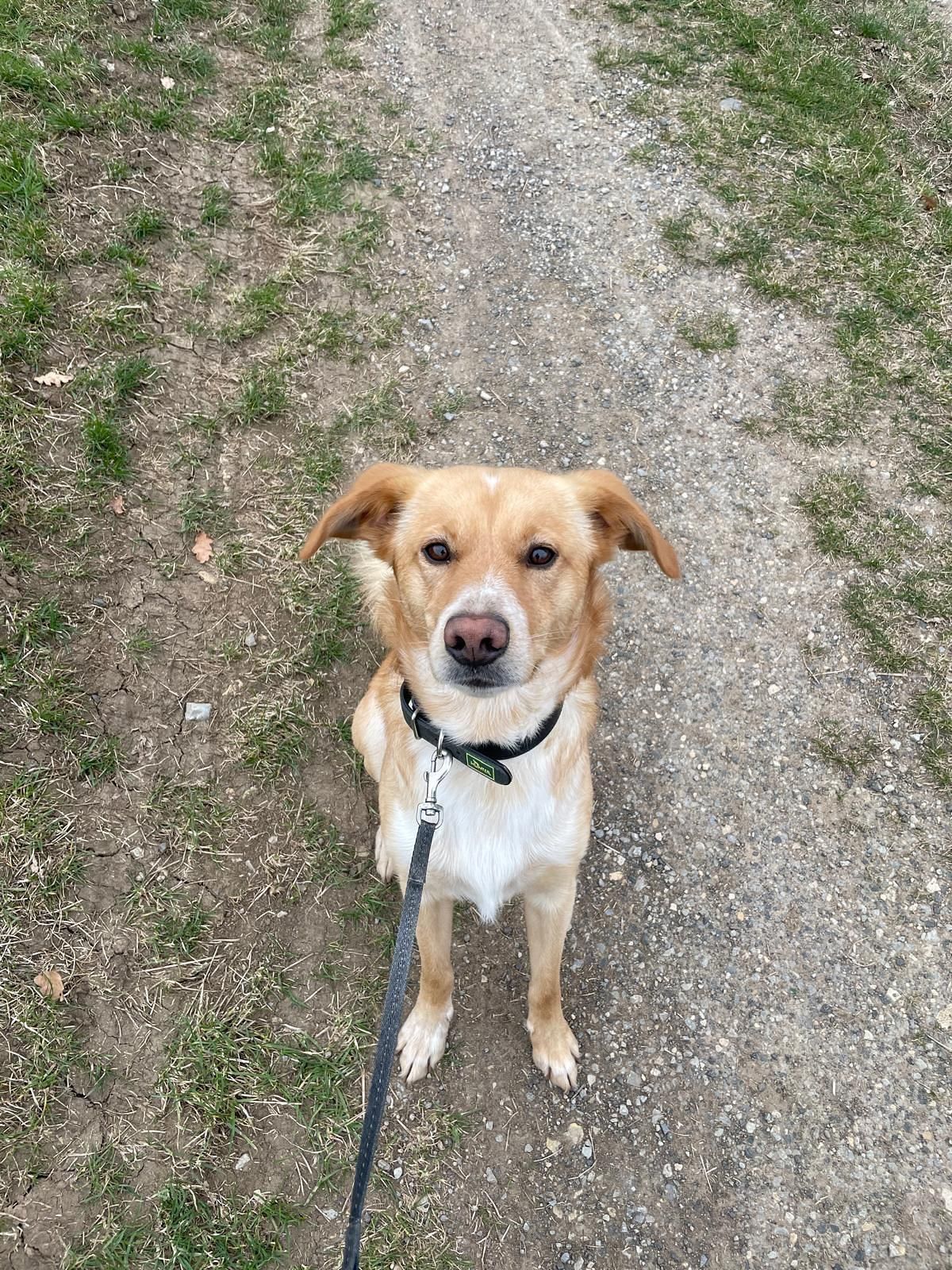 Tierschutzhund Bailey Tierschutz, Tierrettung, Tierschutzhund, Hund, Adoptieren, Zuhause gesucht