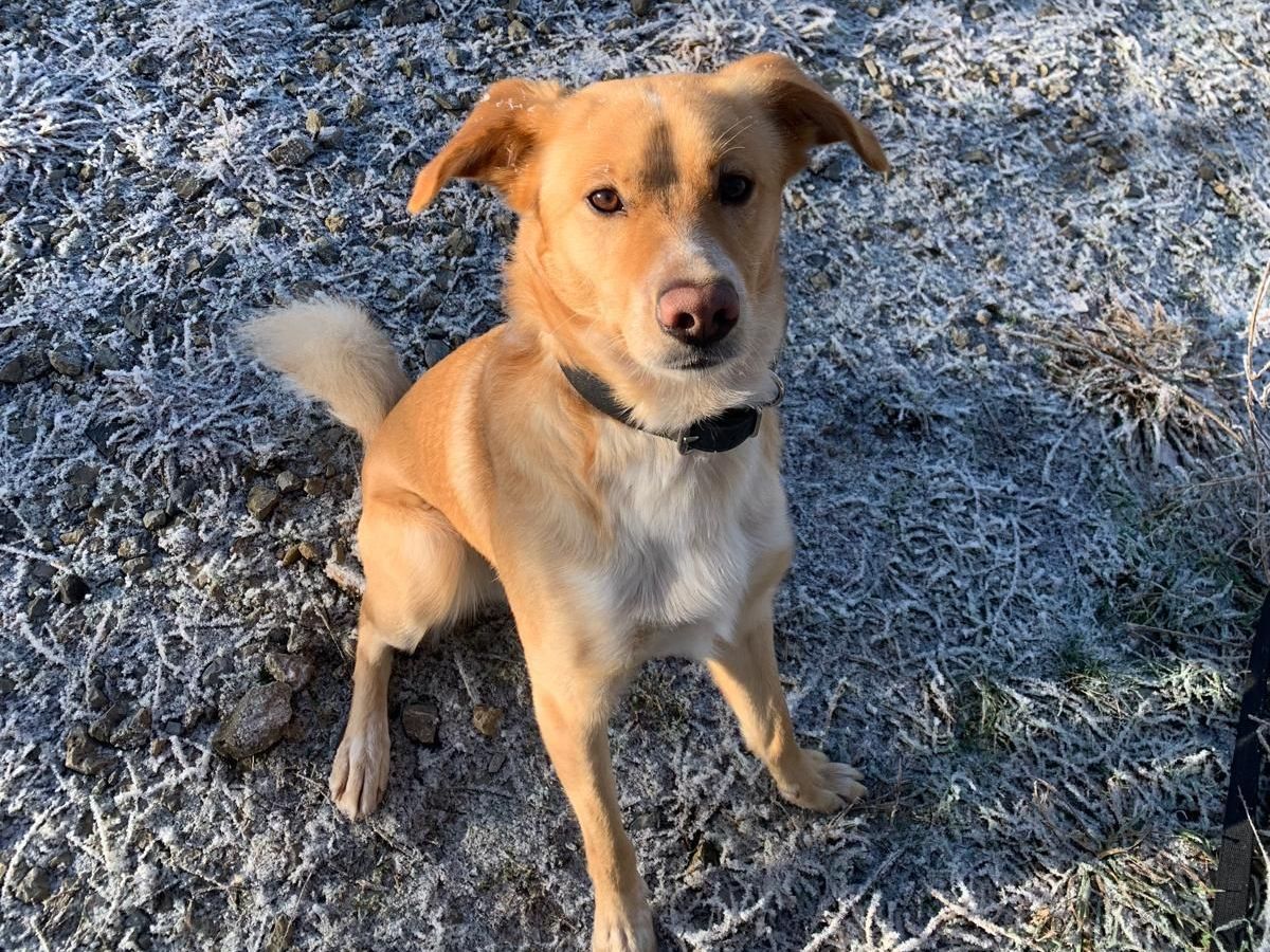 Tierschutz, Tierrettung, Tierschutzhund, Hund, Adoptieren, Zuhause gesucht