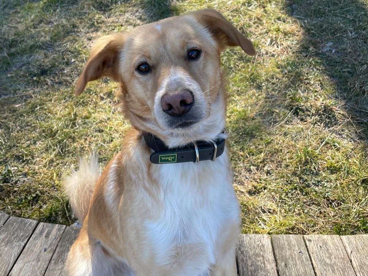 Tierschutz, Tierrettung, Tierschutzhund, Hund, Adoptieren, Zuhause gesucht