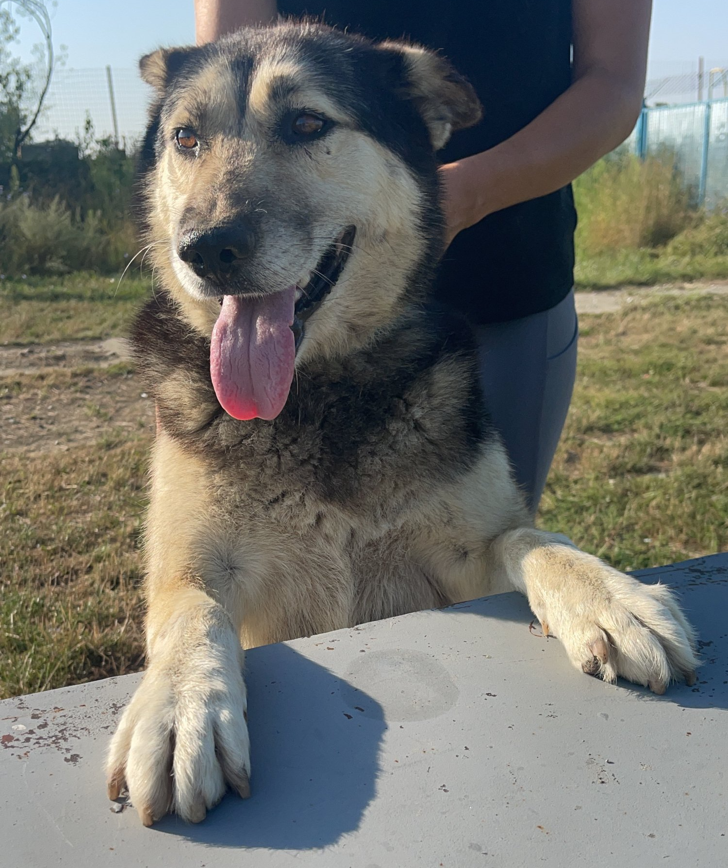 Tierschutz, Tierrettung, Tierschutzhund, Hund, Adoptieren, Zuhause gesucht, Rumänien