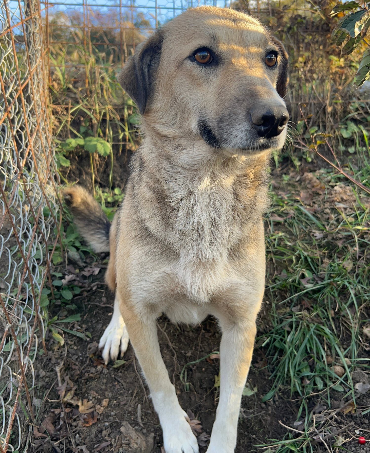 Tierschutzhund Ama Tierschutz, Tierrettung, Tierschutzhund, Hund, Adoptieren, Zuhause gesucht, Rumänien