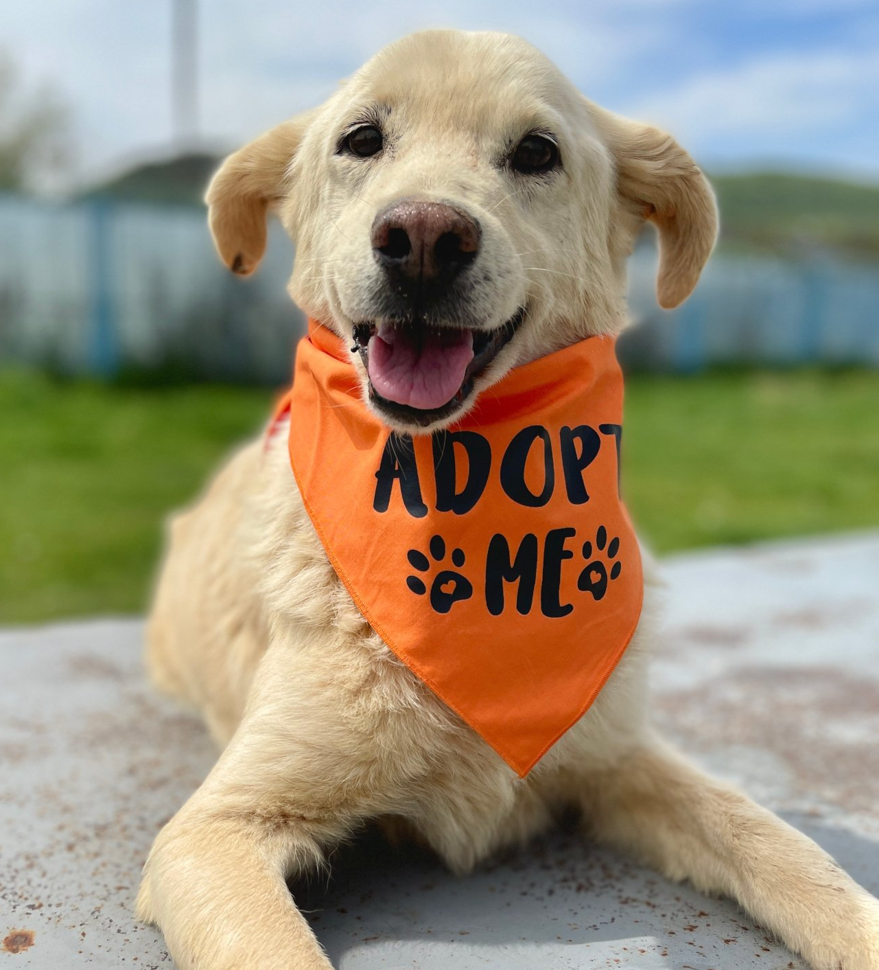 Tierschutzhund Tytan Tierschutzhund, Zuhause gesucht, Adoptieren, Tierschutz, Auslandstierschutz