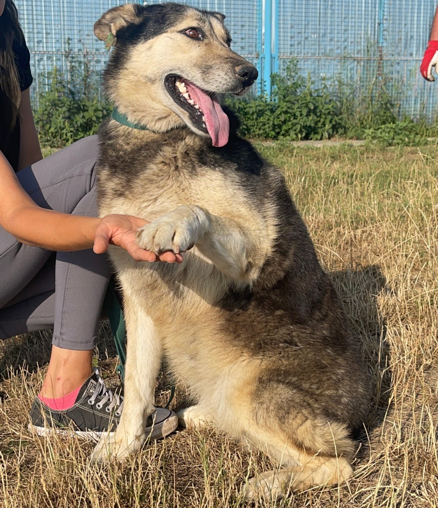 Tierschutz, Tierrettung, Tierschutzhund, Hund, Adoptieren, Zuhause gesucht, Rumänien