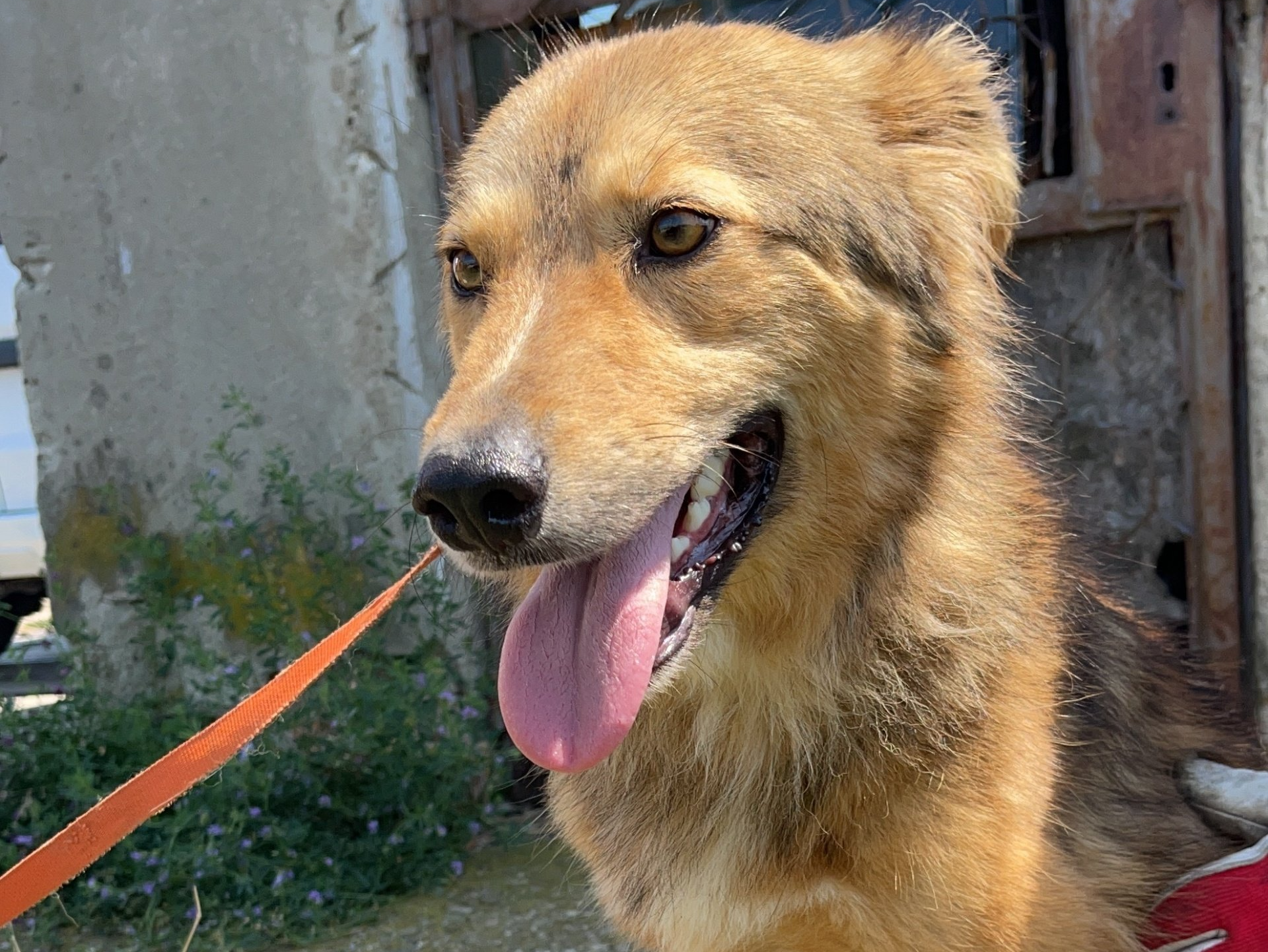 Marley Schmusebär Tierschutzhund, Zuhause gesucht, Tierschutz, Adoptieren, Auslandstierschutz