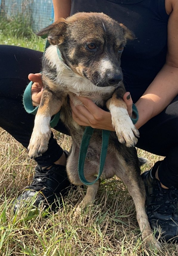 Tierschutz, Tierrettung, Tierschutzhund, Hund, Adoptieren, Zuhause gesucht, Rumänien