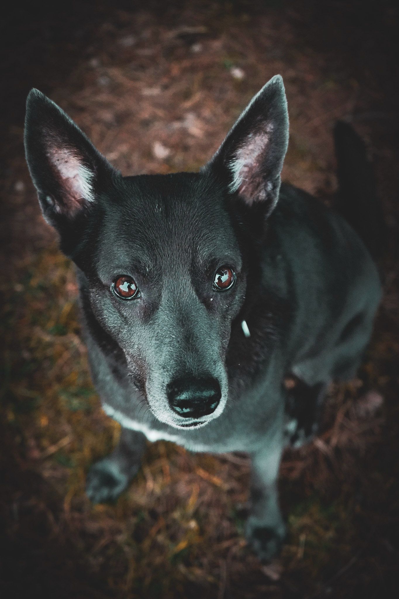 Tierschutz, Tierrettung, Tierschutzhund, Hund, Adoptieren, Zuhause gesucht