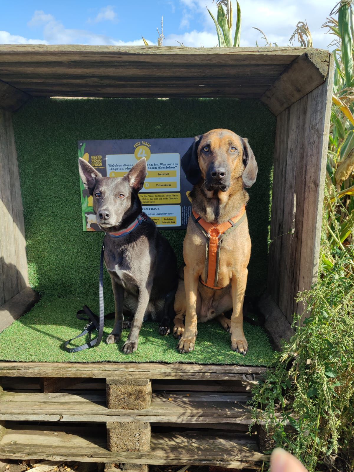 Tierschutz, Tierrettung, Tierschutzhund, Hund, Adoptieren, Zuhause gesucht