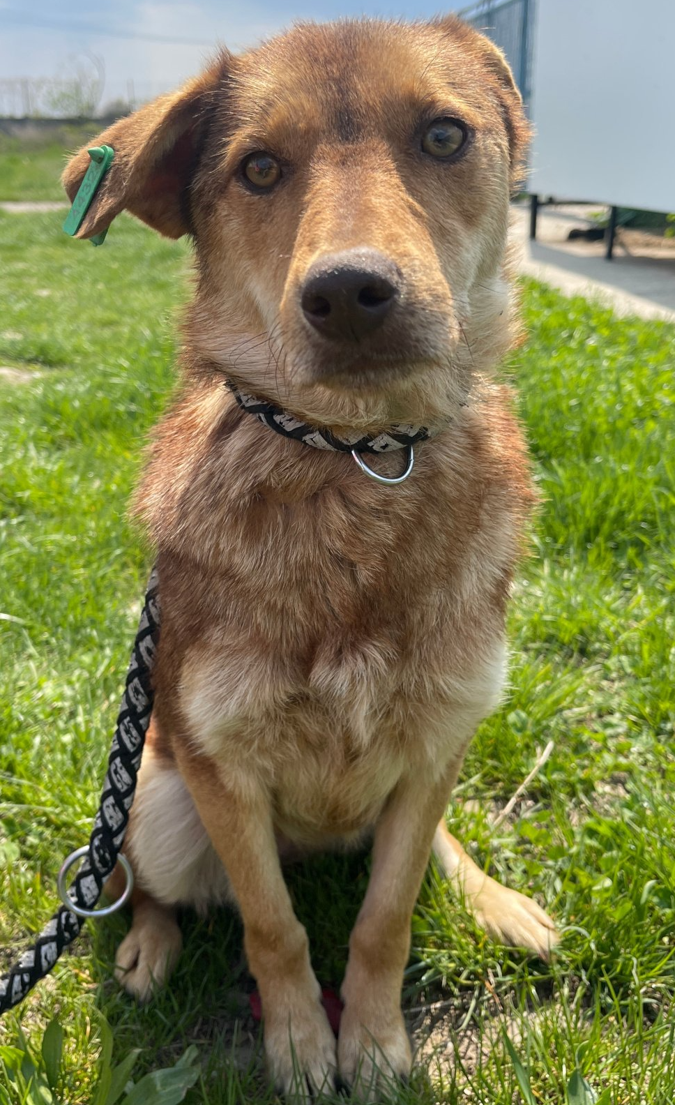 Tierschutzhund Caro Tierschutz, Tierrettung, Tierschutzhund, Hund, Adoptieren, Zuhause gesucht, Rumänien