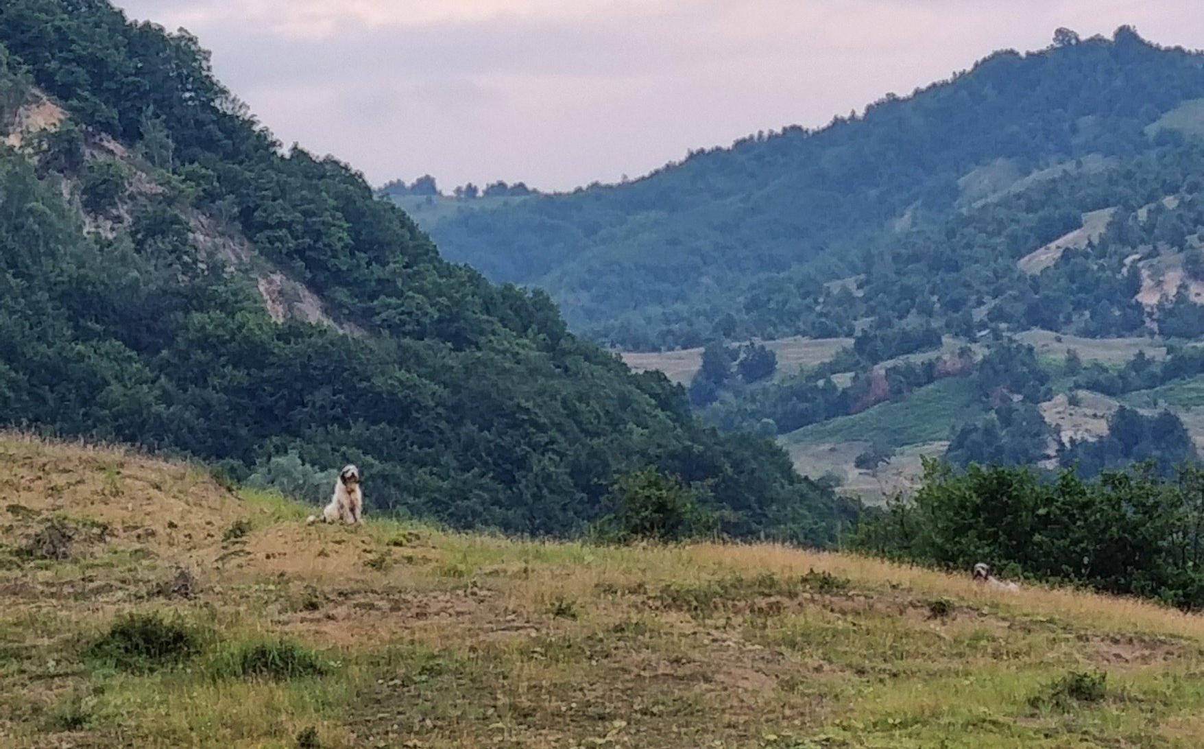 Herdenschutzhunde bei der Arbeit