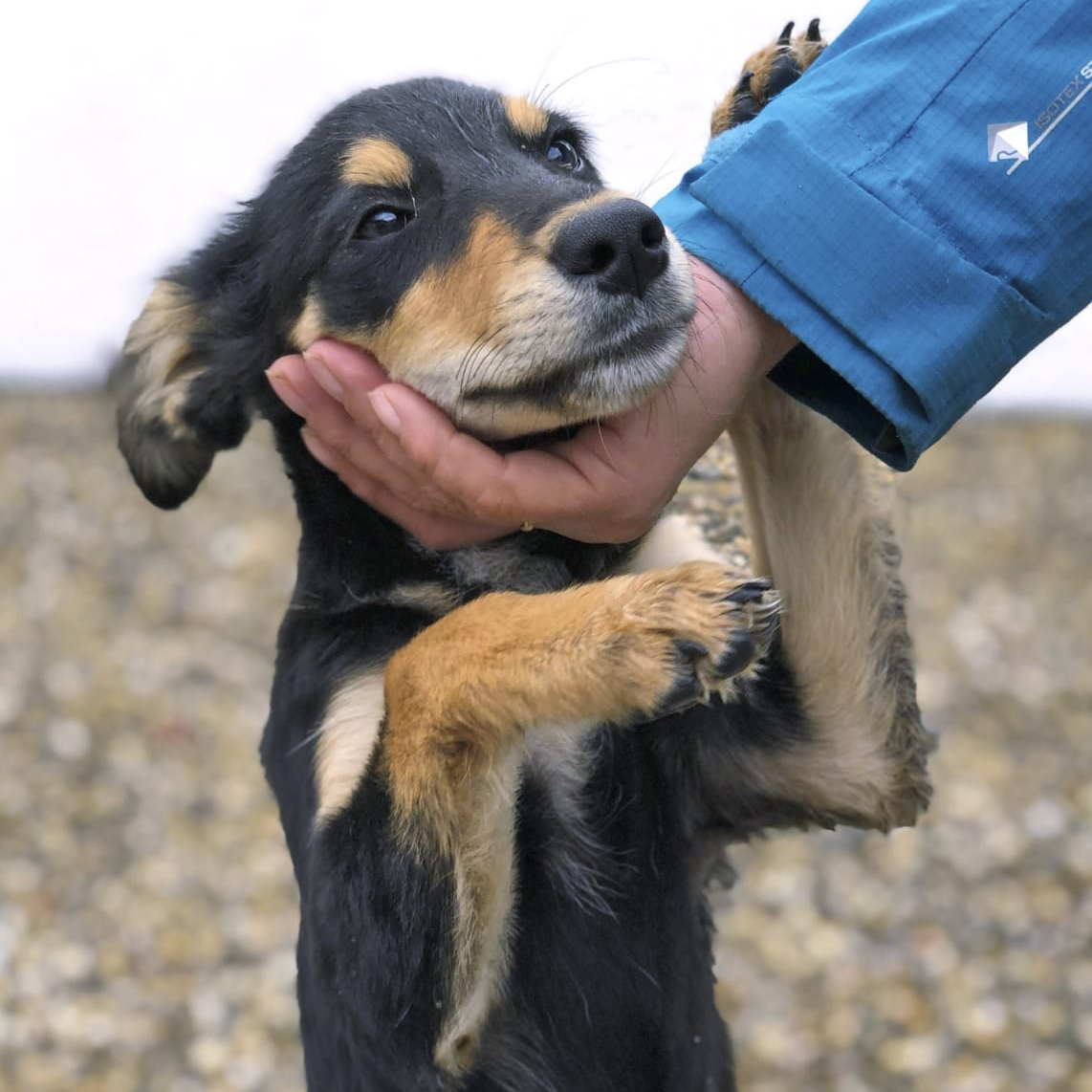 Tierschutz, Tierrettung, Tierschutzhund, Hund, Adoptieren, Zuhause gesucht, Rumänien