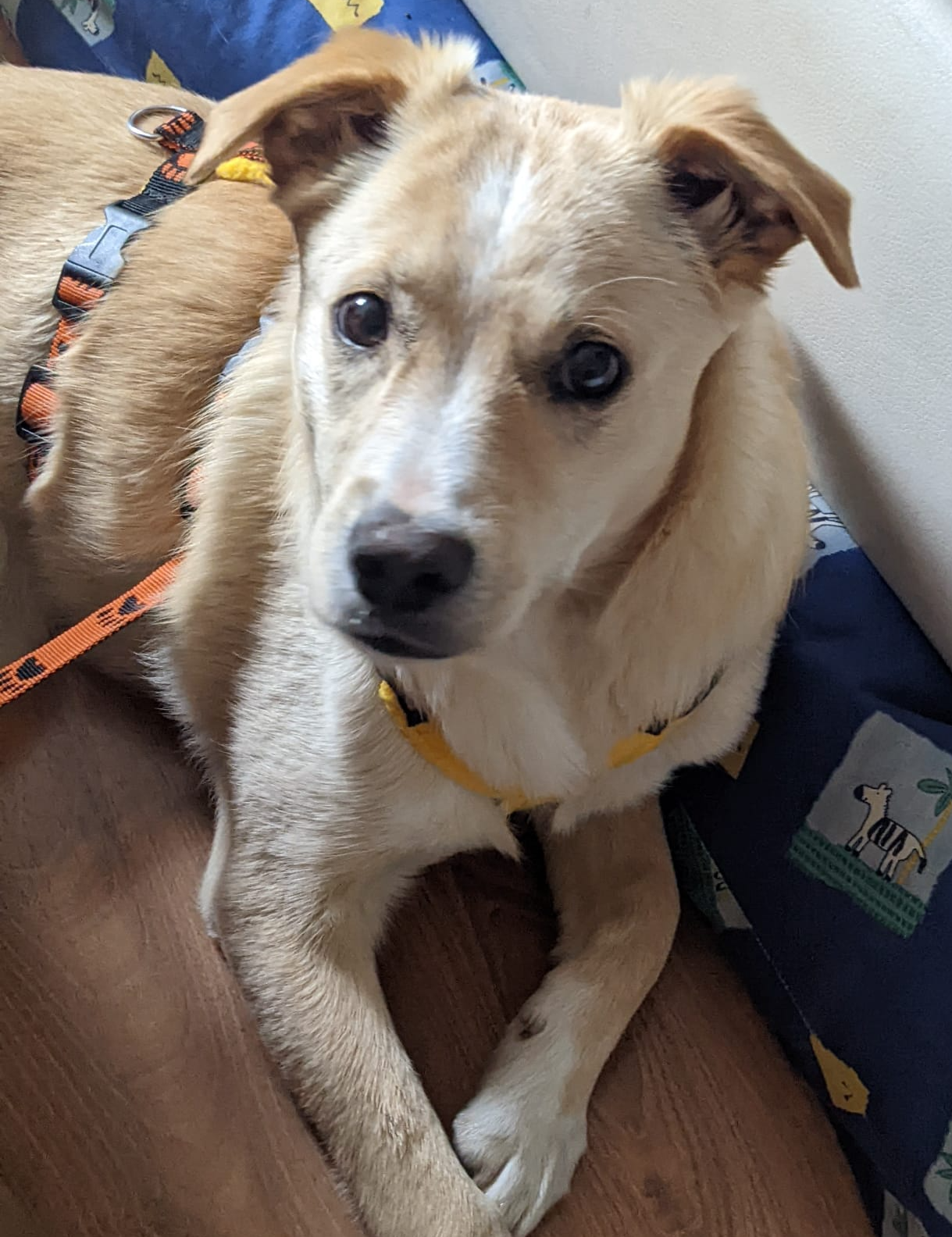 Tierschutzhund Gracie Tierschutz, Tierrettung, Tierschutzhund, Hund, Adoptieren, Zuhause gesucht, Rumänien