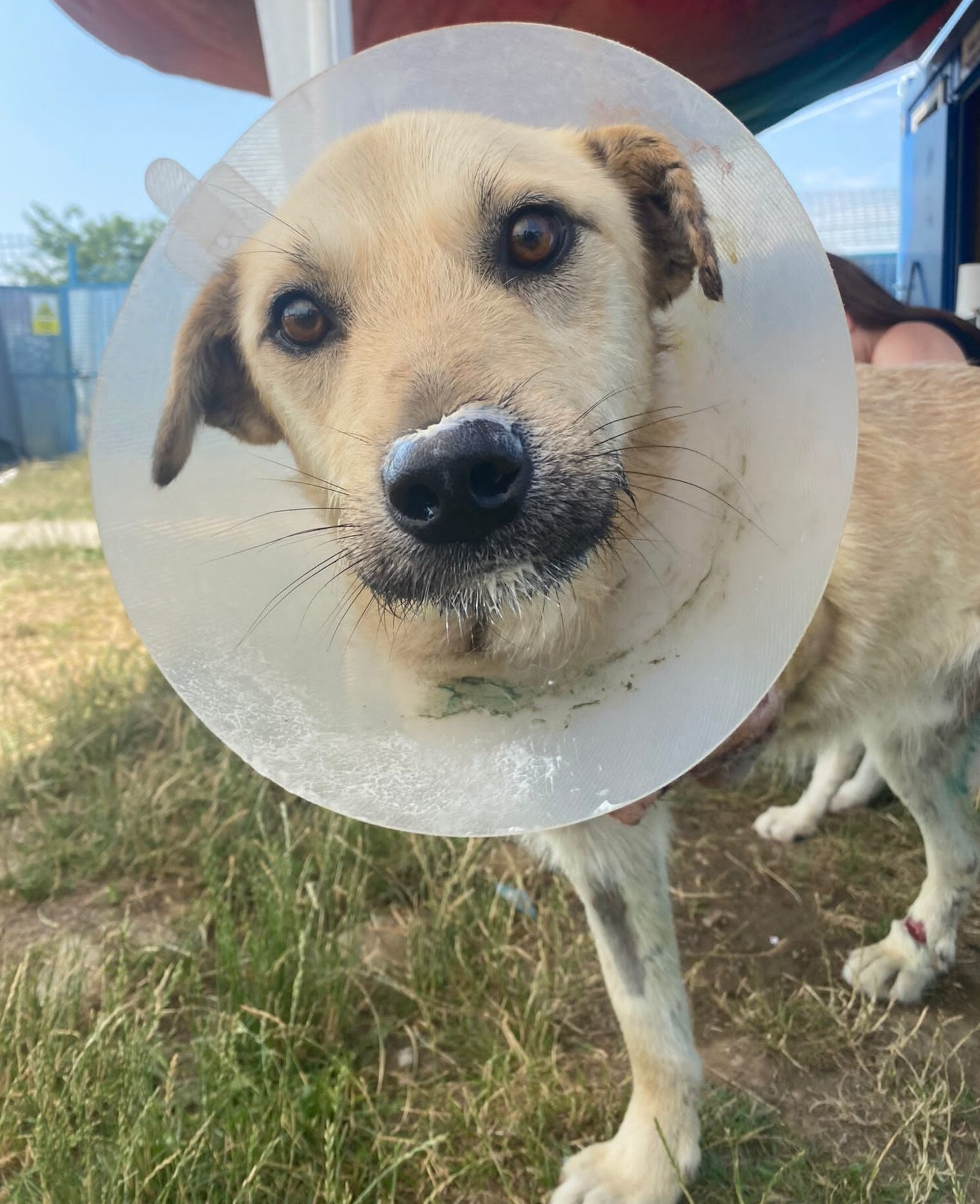 Tierschutzhund Bubi Tierschutz, Tierrettung, Tierschutzhund, Hund, Adoptieren, Zuhause gesucht, Rumänien