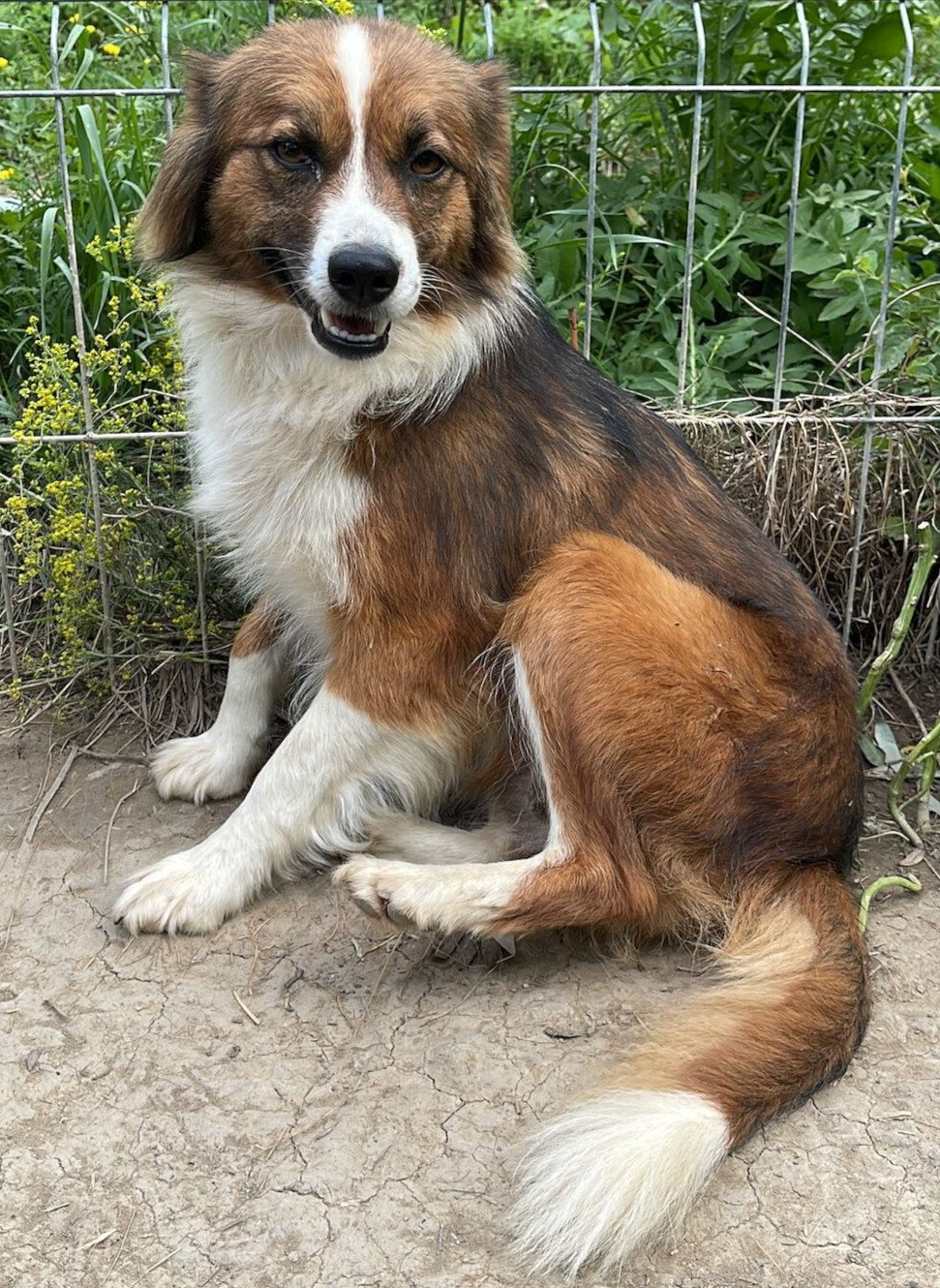 Tierschutzhund Nima Tierschutz, Tierrettung, Tierschutzhund, Hund, Adoptieren, Zuhause gesucht, Rumänien