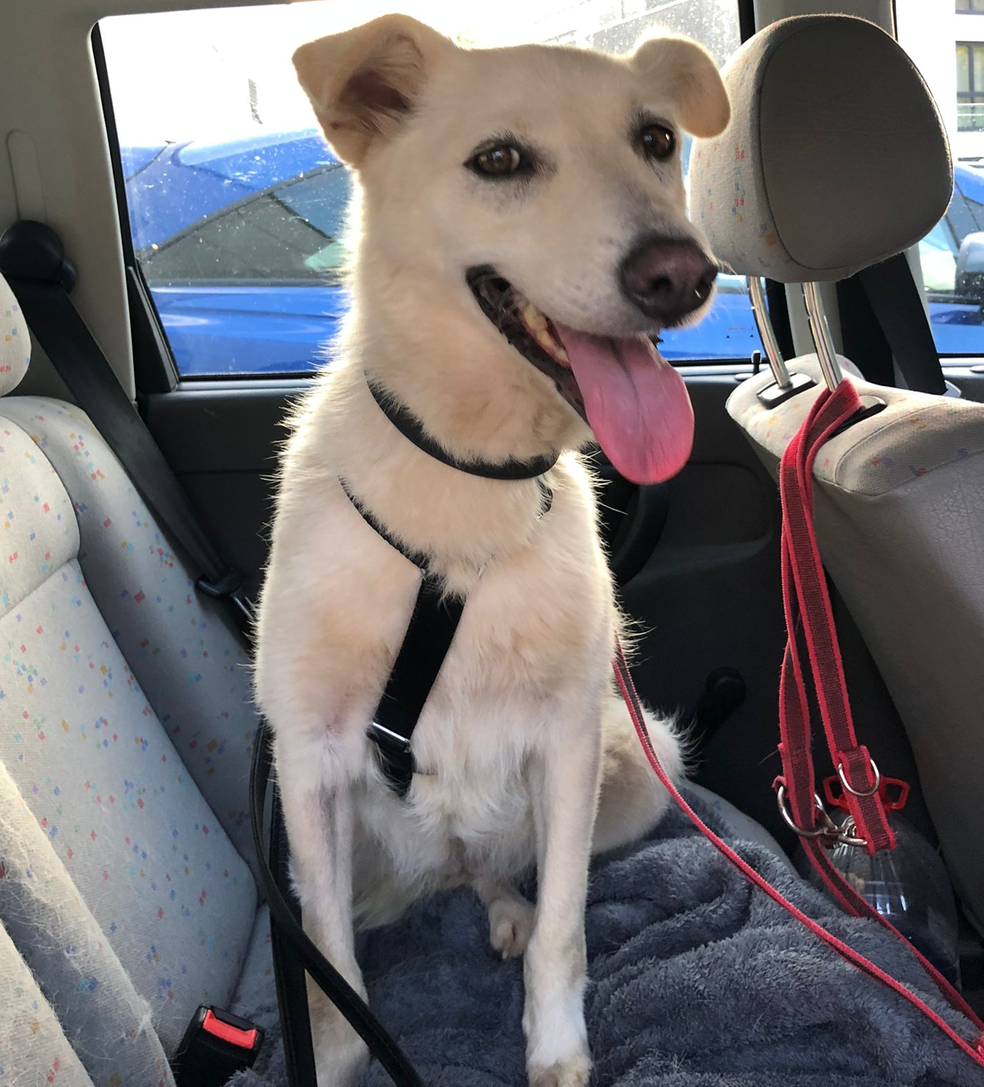Tierschutz, Tierrettung, Tierschutzhund, Hund, Adoptieren, Zuhause gesucht, Rumänien