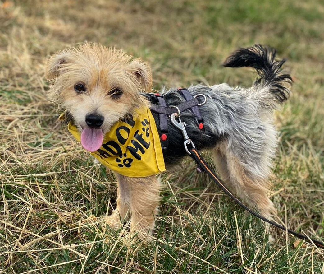 Tierschutzhund Rosi Tierschutz, Tierrettung, Tierschutzhund, Hund, Adoptieren, Zuhause gesucht, Rumänien