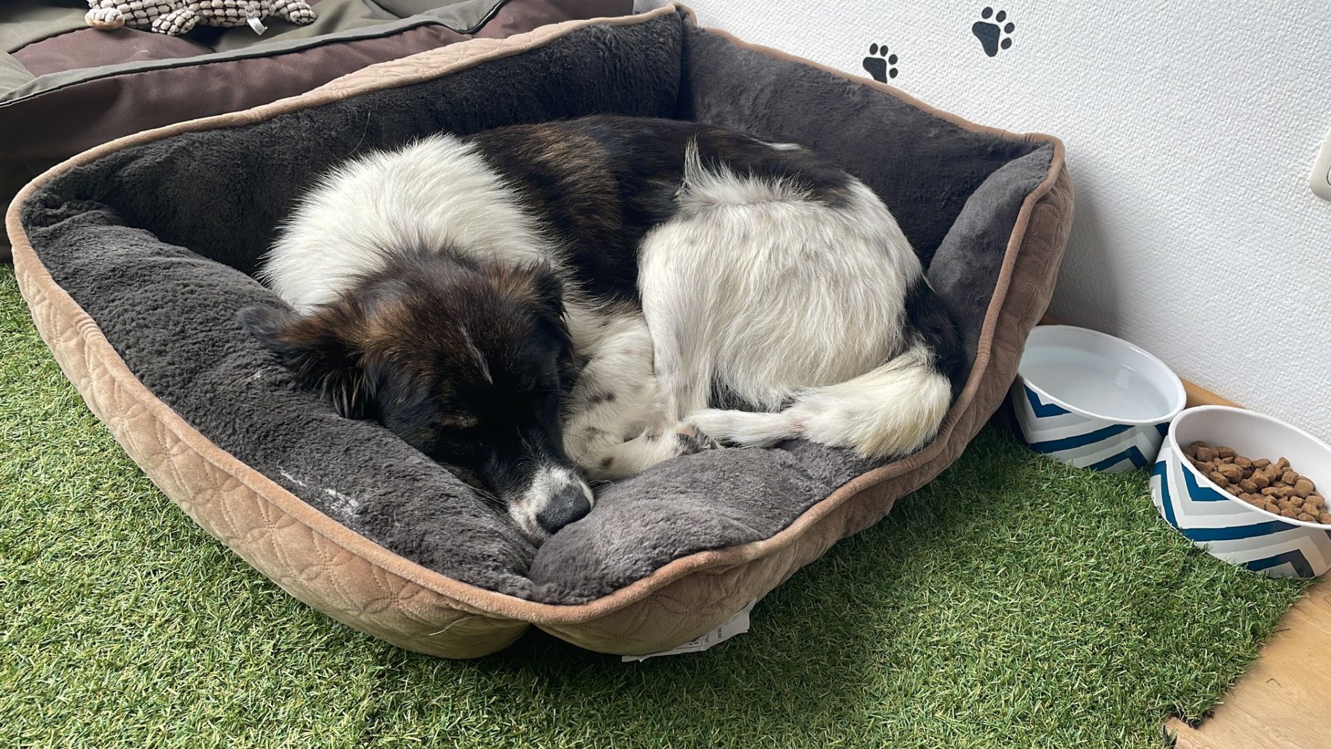 Tierschutzhund Juli Tierschutz, Tierrettung, Tierschutzhund, Hund, Adoptieren, Zuhause gesucht, Rumänien