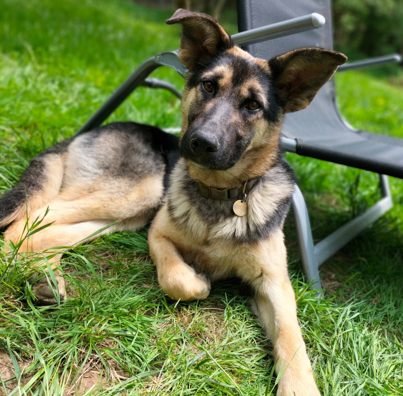 Tierschutzhund Romy Tierschutz, Tierrettung, Tierschutzhund, Hund, Adoptieren, Zuhause gesucht, Rumänien