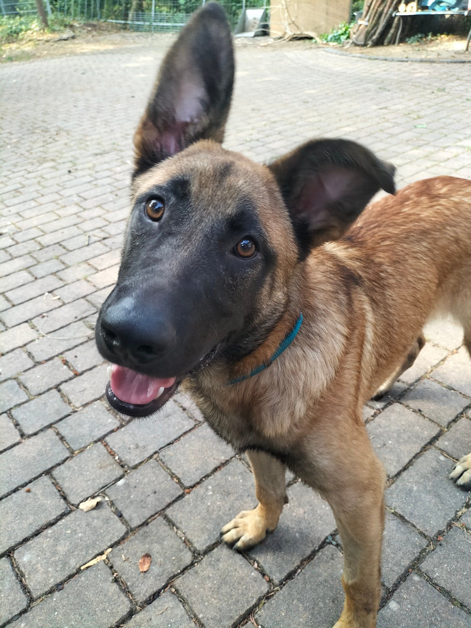 Tierschutzhund Radu Tierschutz, Tierrettung, Tierschutzhund, Hund, Adoptieren, Zuhause gesucht, Rumänien