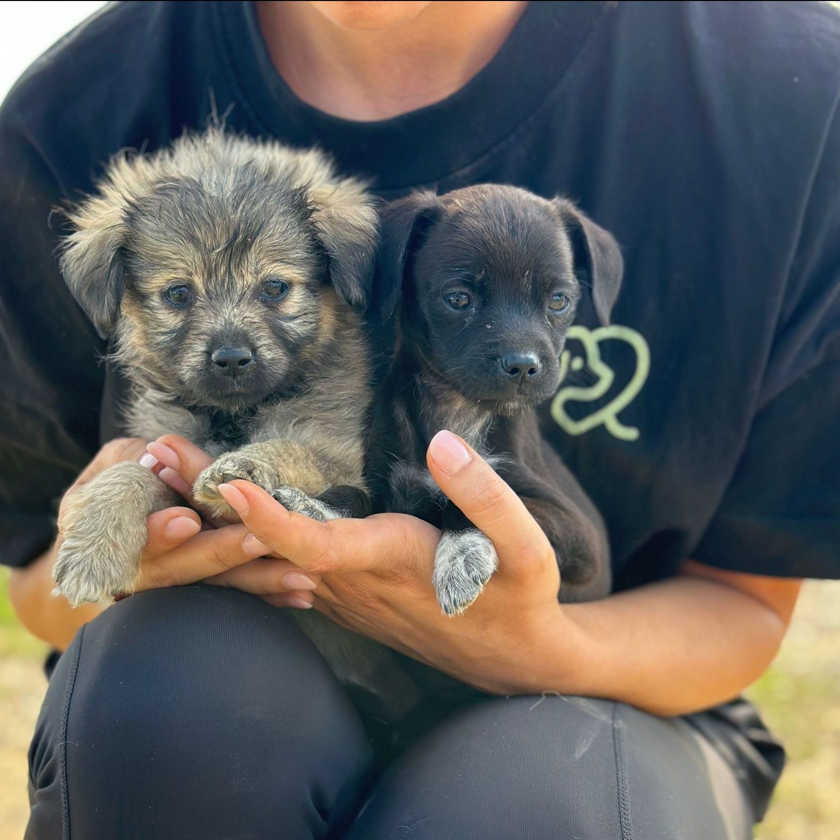 Prävention Tierschutz, Tierrettung, Tierschutzhund, Hund,Rumänien