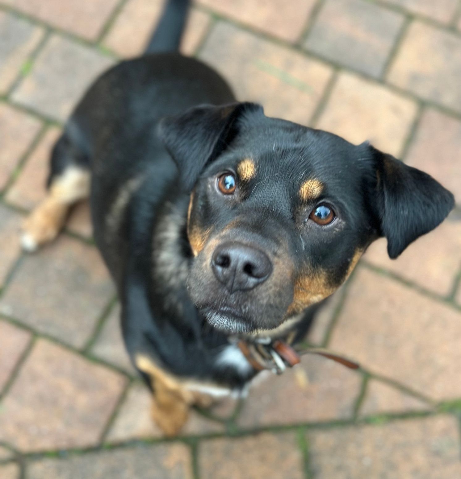 Tierschutz, Tierrettung, Tierschutzhund, Hund, Adoptieren, Zuhause gesucht, Rumänien