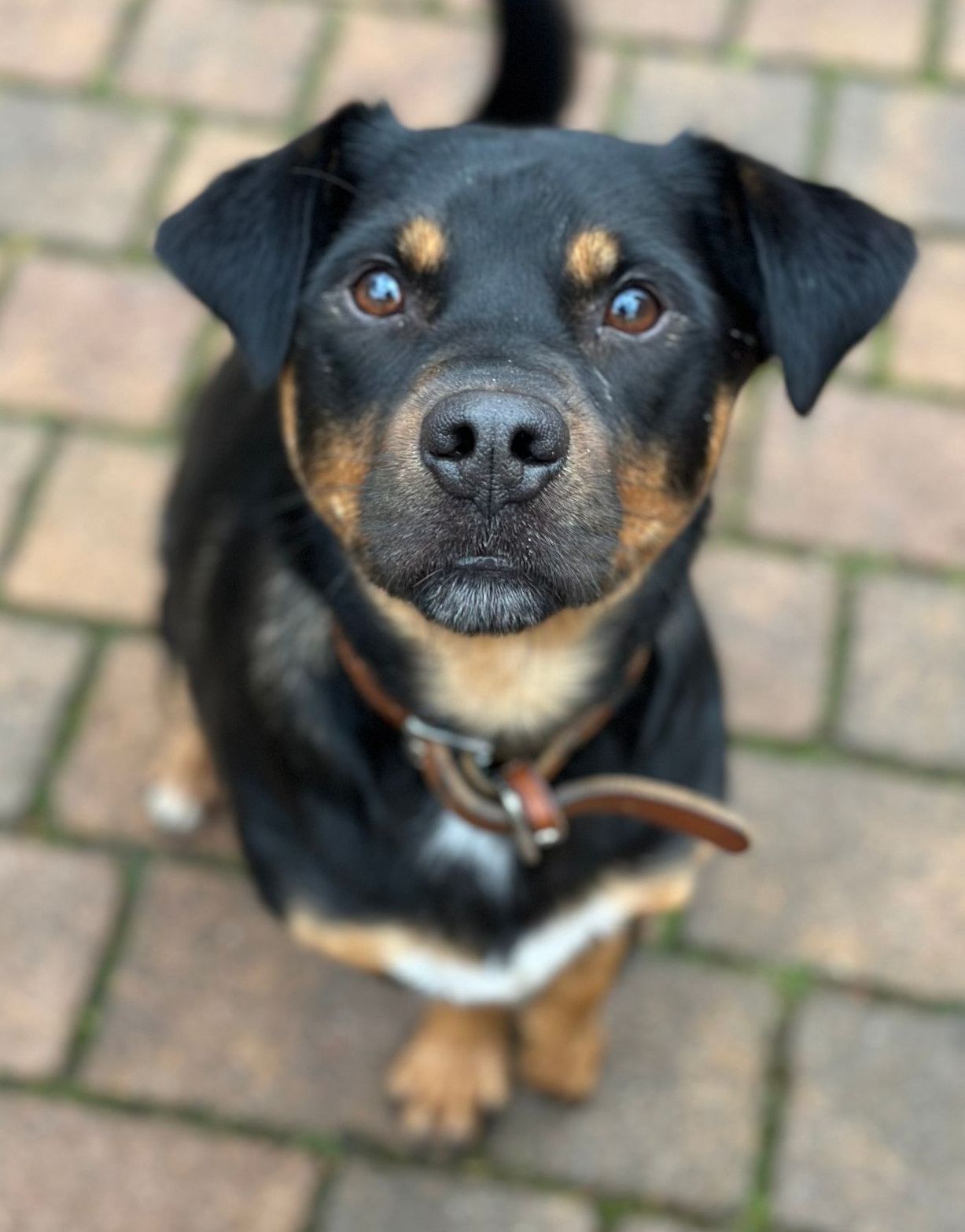 Tierschutzhund Loui Tierschutz, Tierrettung, Tierschutzhund, Hund, Adoptieren, Zuhause gesucht, Rumänien