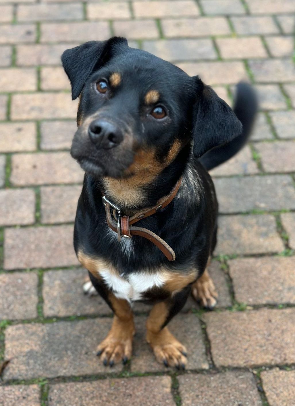 Tierschutz, Tierrettung, Tierschutzhund, Hund, Adoptieren, Zuhause gesucht, Rumänien