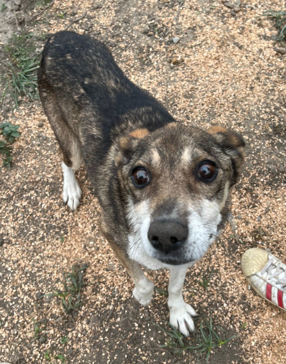 Tierschutzhund Valea Tierschutz, Tierrettung, Tierschutzhund, Hund, Adoptieren, Zuhause gesucht, Rumänien