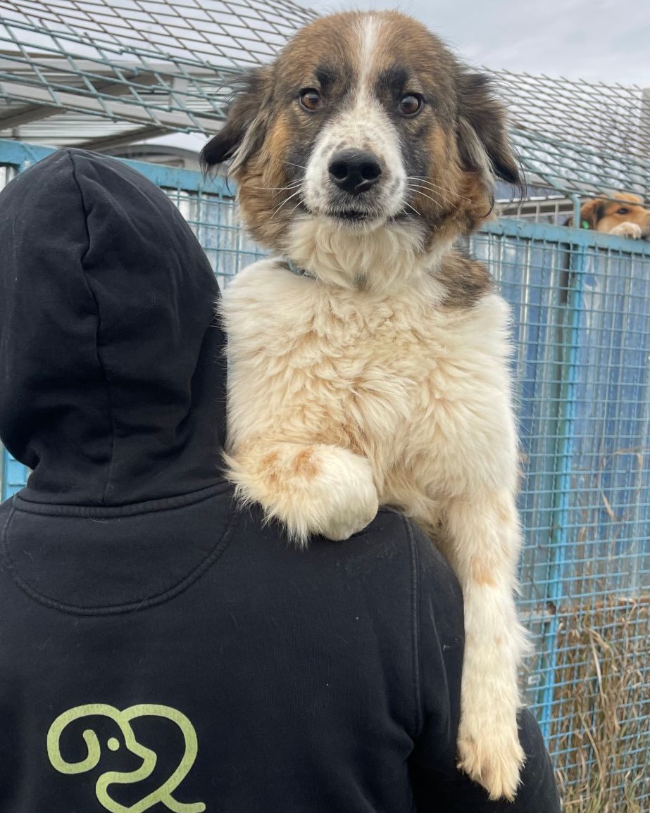 Tierschutzhund Molly Tierschutz, Tierrettung, Tierschutzhund, Hund, Adoptieren, Zuhause gesucht, Rumänien