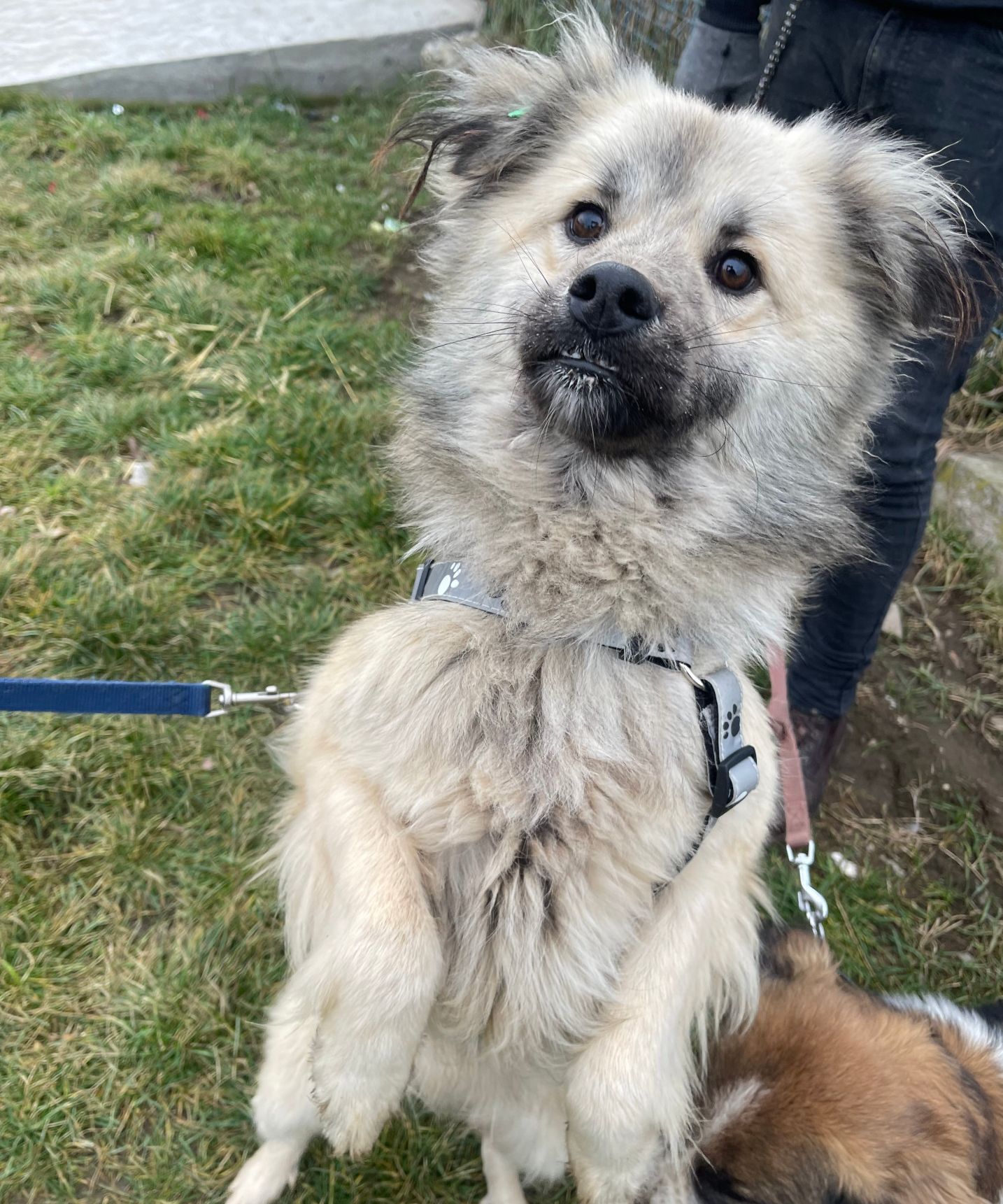 Tierschutzhund Ruffie Tierschutz, Tierrettung, Tierschutzhund, Hund, Adoptieren, Zuhause gesucht, Rumänien