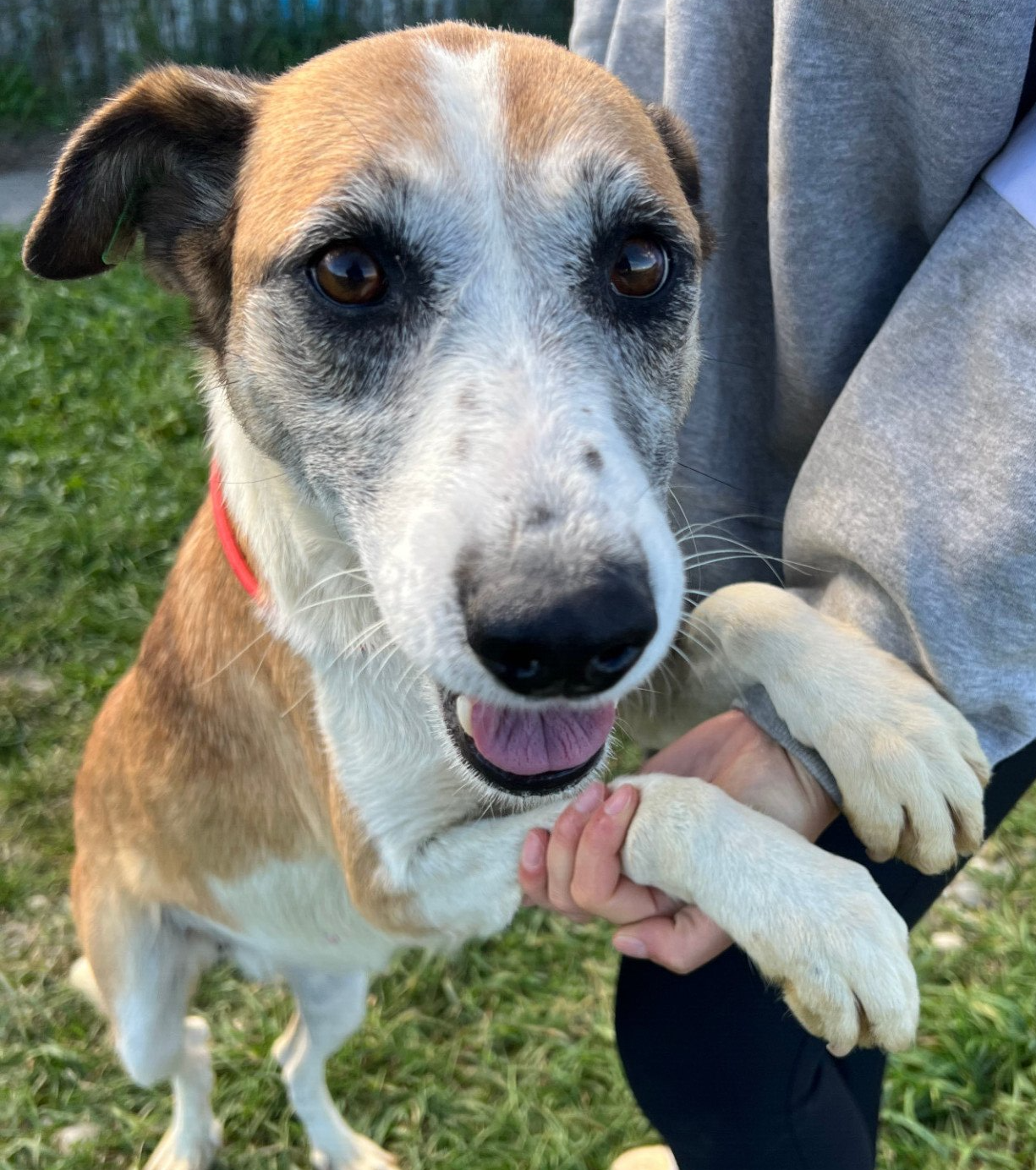 Tierschutzhund 4254 Tierschutz, Tierrettung, Tierschutzhund, Hund, Adoptieren, Zuhause gesucht, Rumänien