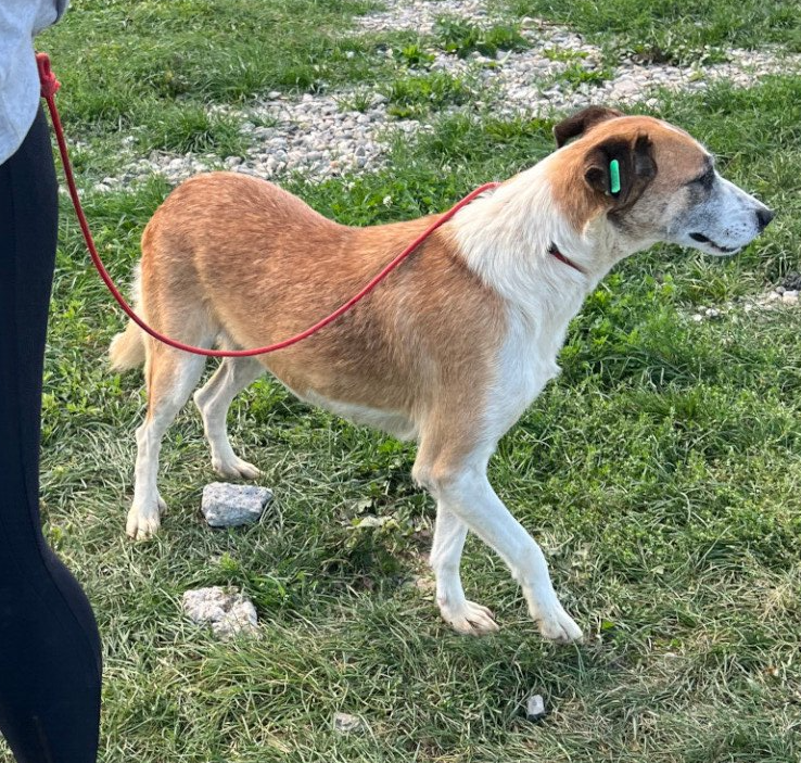 Tierschutz, Tierrettung, Tierschutzhund, Hund, Adoptieren, Zuhause gesucht, Rumänien