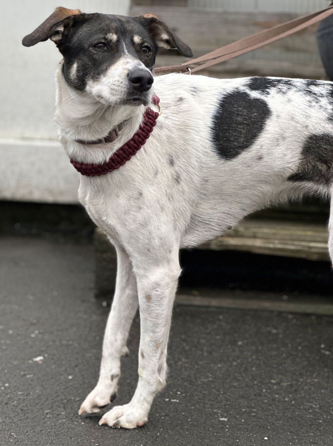 Tierschutz, Tierrettung, Tierschutzhund, Hund, Adoptieren, Zuhause gesucht, Rumänien