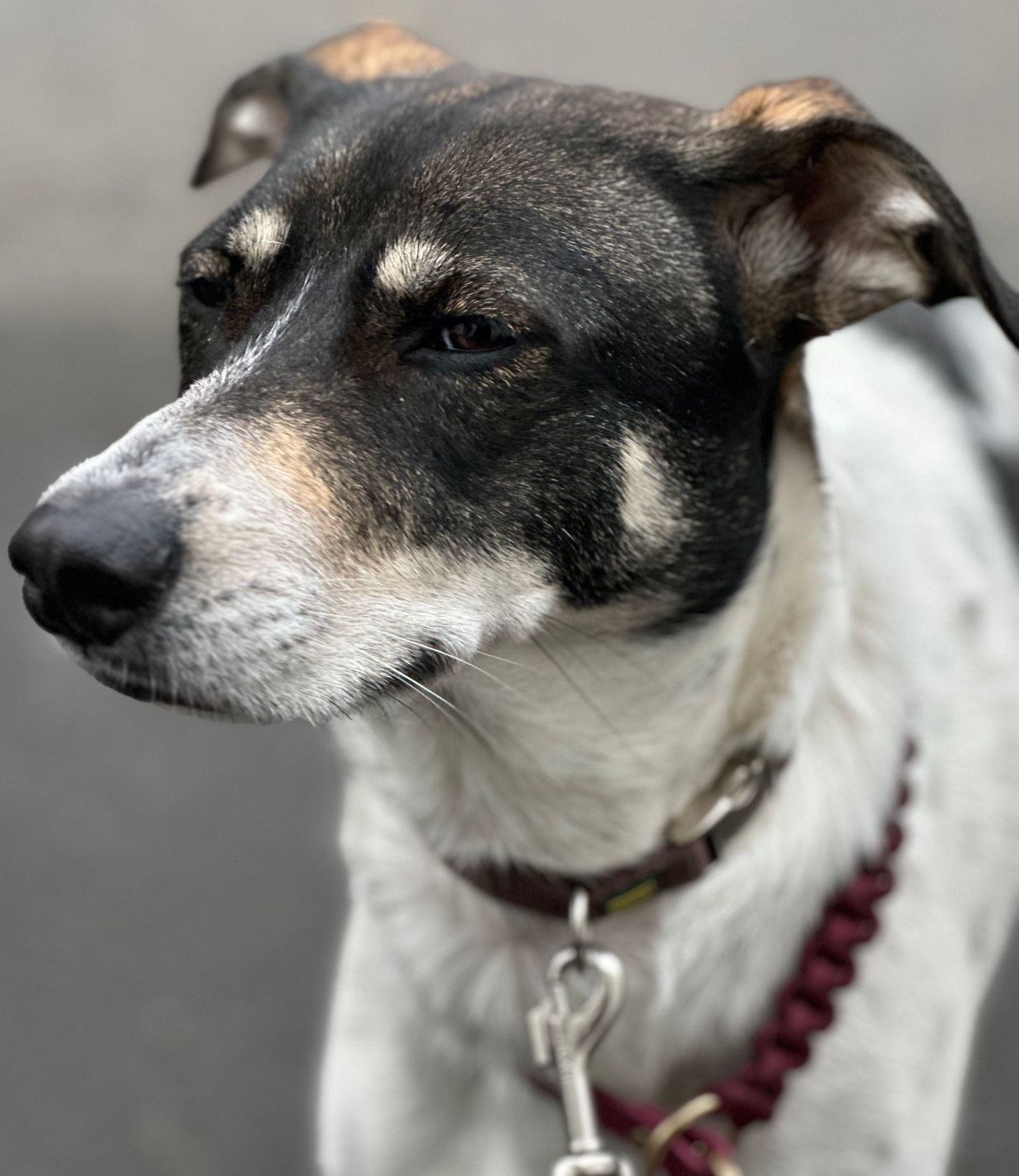 Tierschutz, Tierrettung, Tierschutzhund, Hund, Adoptieren, Zuhause gesucht, Rumänien