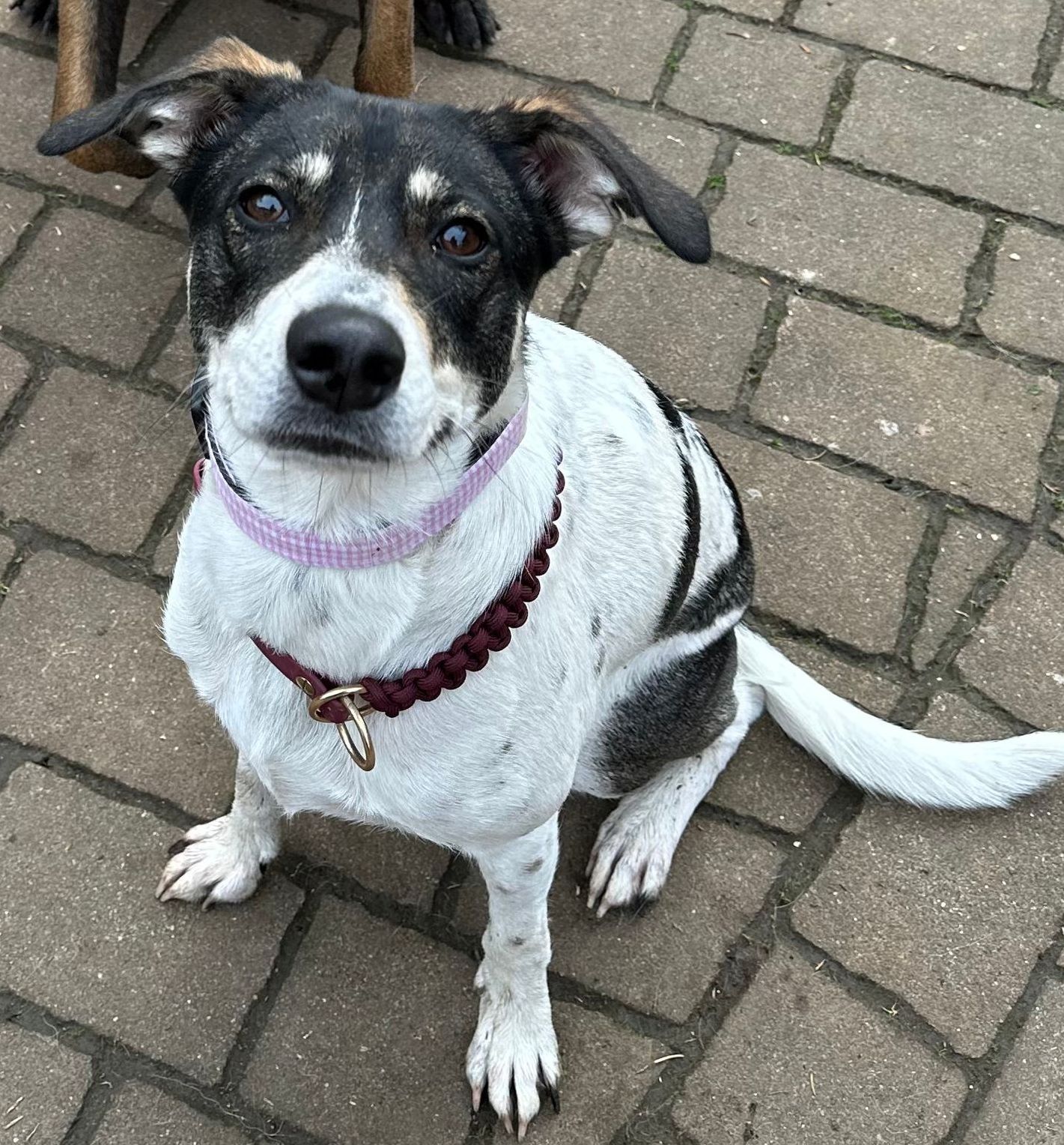 Tierschutzhund Tilly Tierschutz, Tierrettung, Tierschutzhund, Hund, Adoptieren, Zuhause gesucht, Rumänien