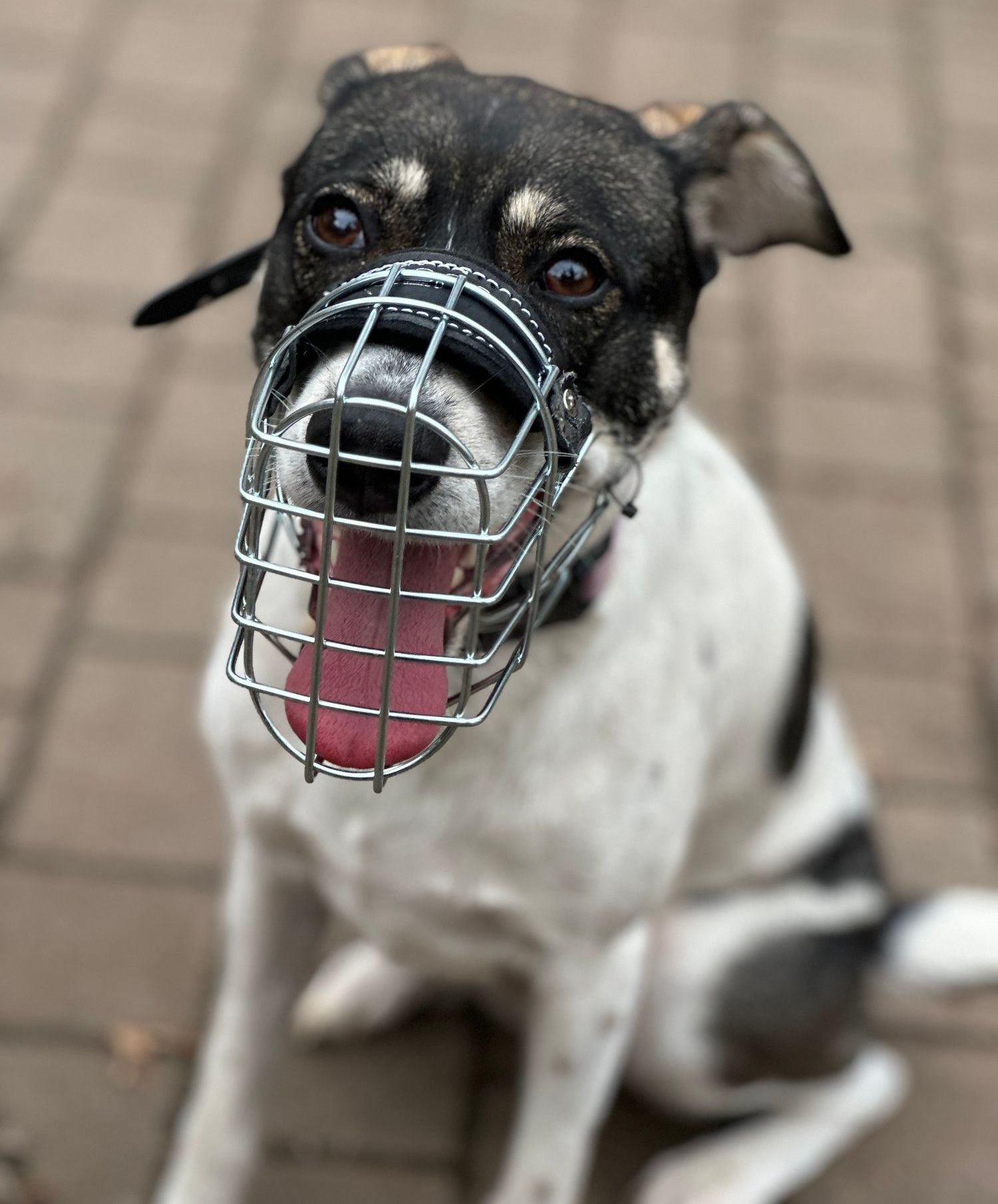 Tierschutz, Tierrettung, Tierschutzhund, Hund, Adoptieren, Zuhause gesucht, Rumänien