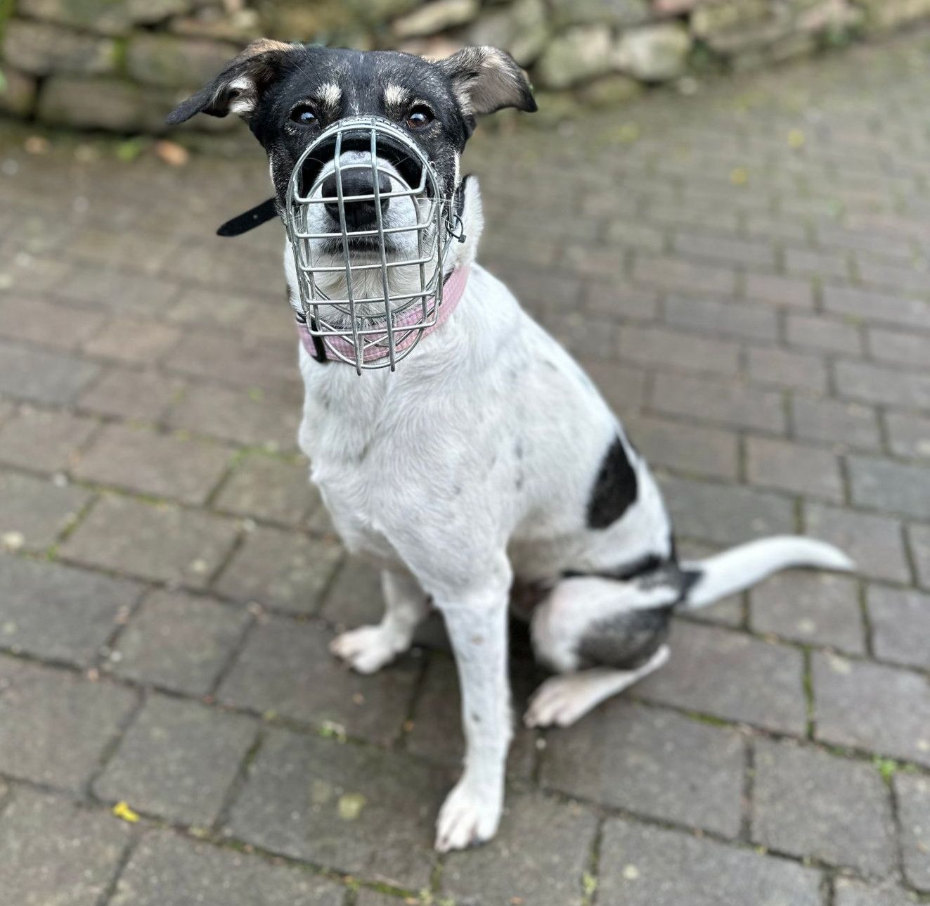 Tierschutz, Tierrettung, Tierschutzhund, Hund, Adoptieren, Zuhause gesucht, Rumänien