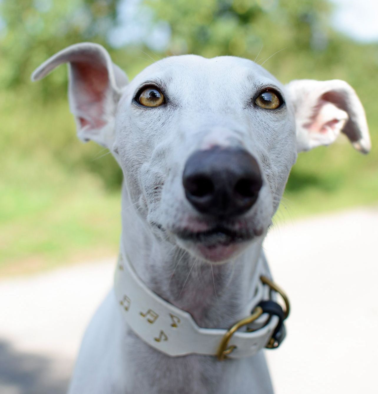 Tierschutz, Tierrettung, Tierschutzhund, Hund, Adoptieren, Zuhause gesucht, Rumänien