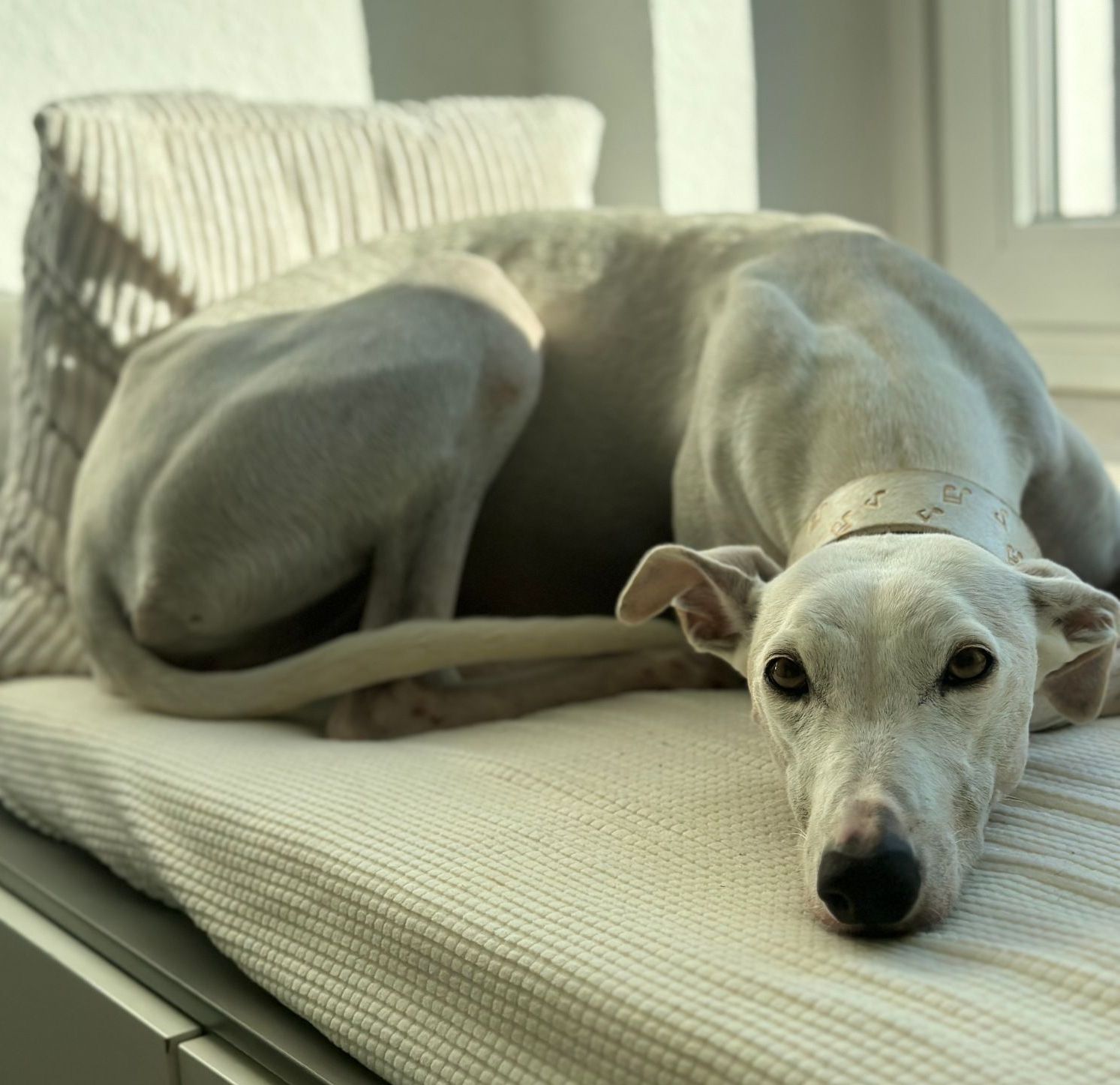 Tierschutz, Tierrettung, Tierschutzhund, Hund, Adoptieren, Zuhause gesucht, Rumänien