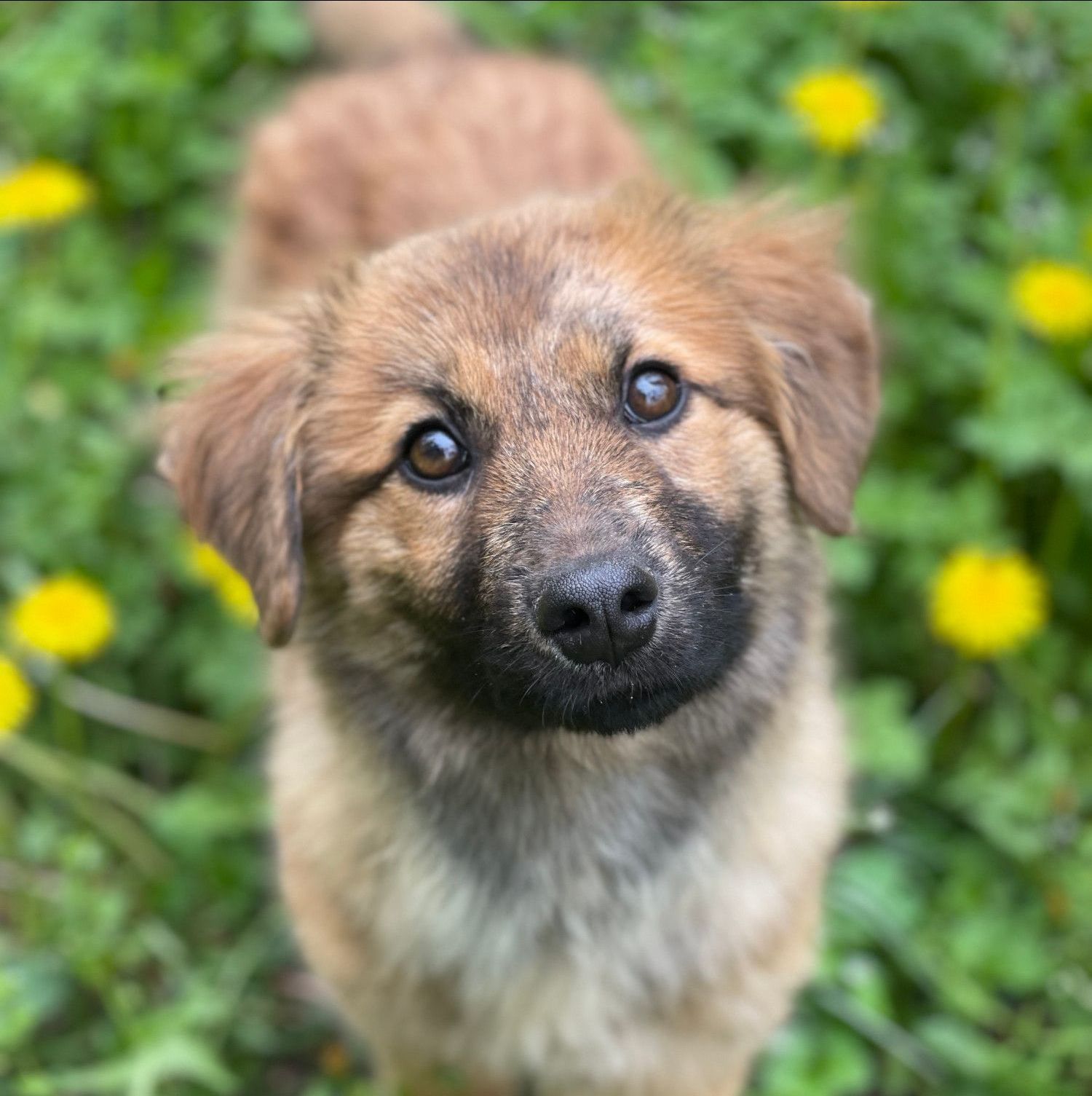 News Tierschutz, Tierrettung, Tierschutzhund, Hund, Rumänien